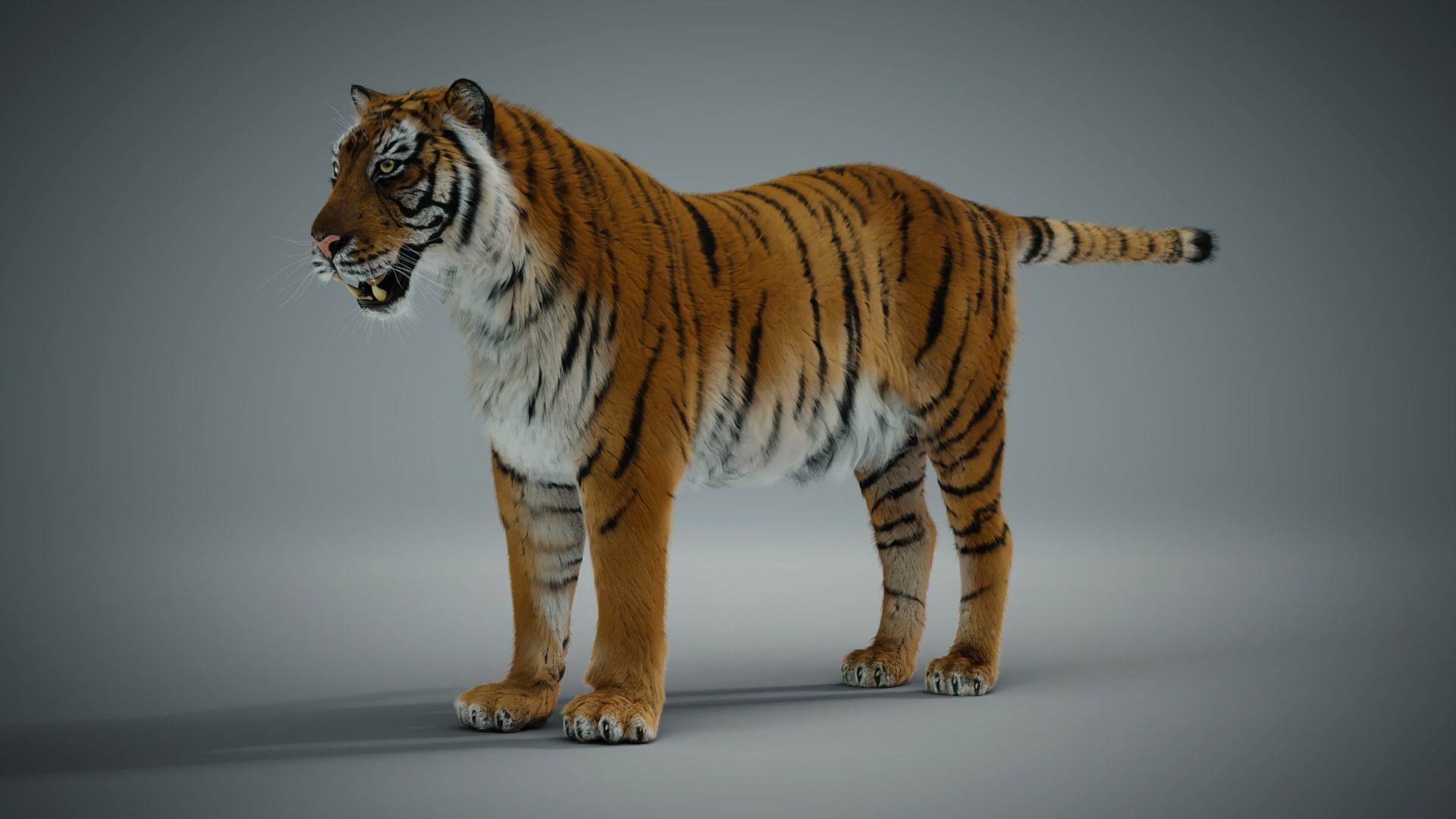 Siberian tiger 3D model_8