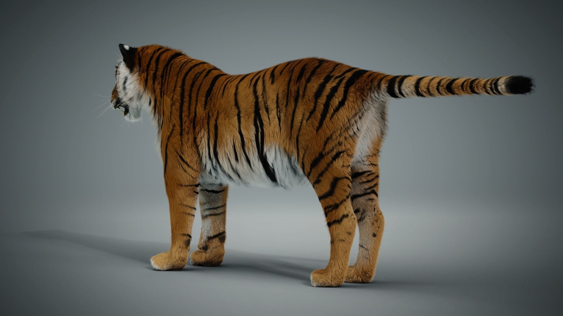 Siberian tiger 3D model_10