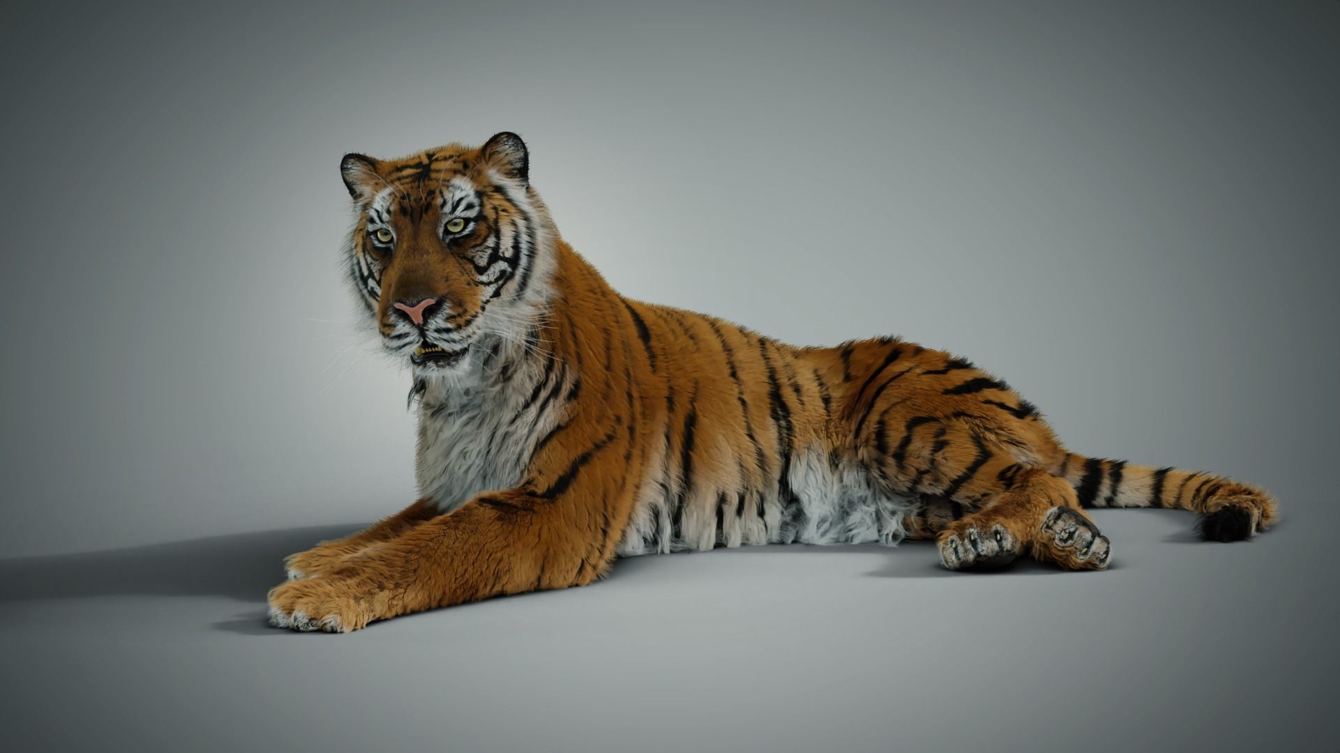 Siberian tiger 3D model_6