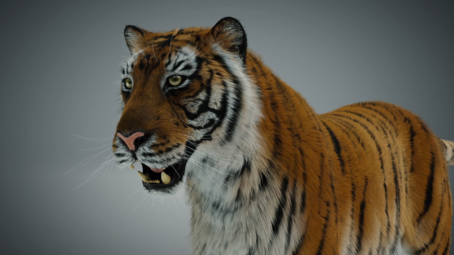 Siberian tiger 3D model_11