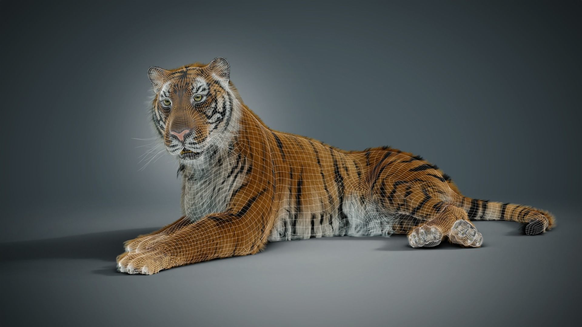 Siberian tiger 3D model_4