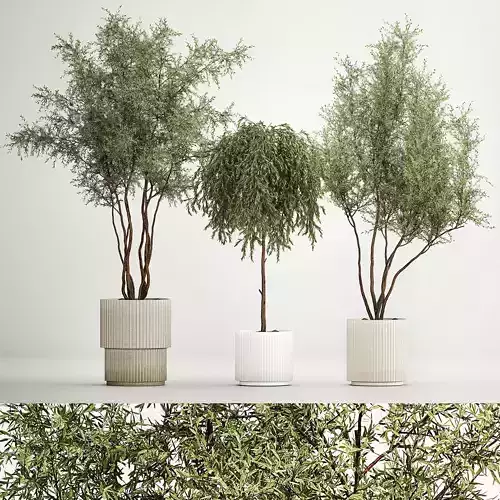 Decorative Trees In Flowerpots Olive And Elaeagnus 1220