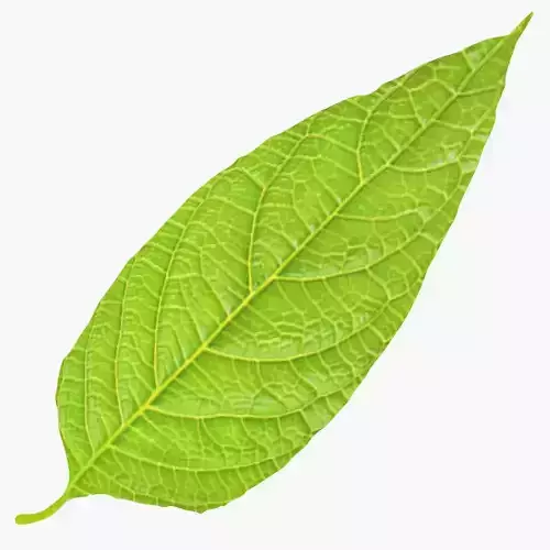 Birch Leaf 3D model