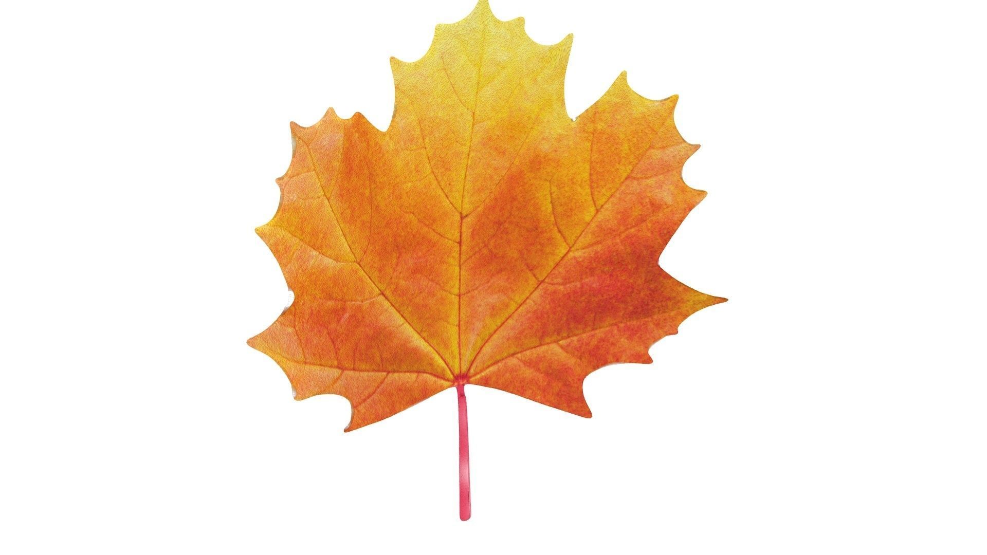 Maple Leaf 3D model_3