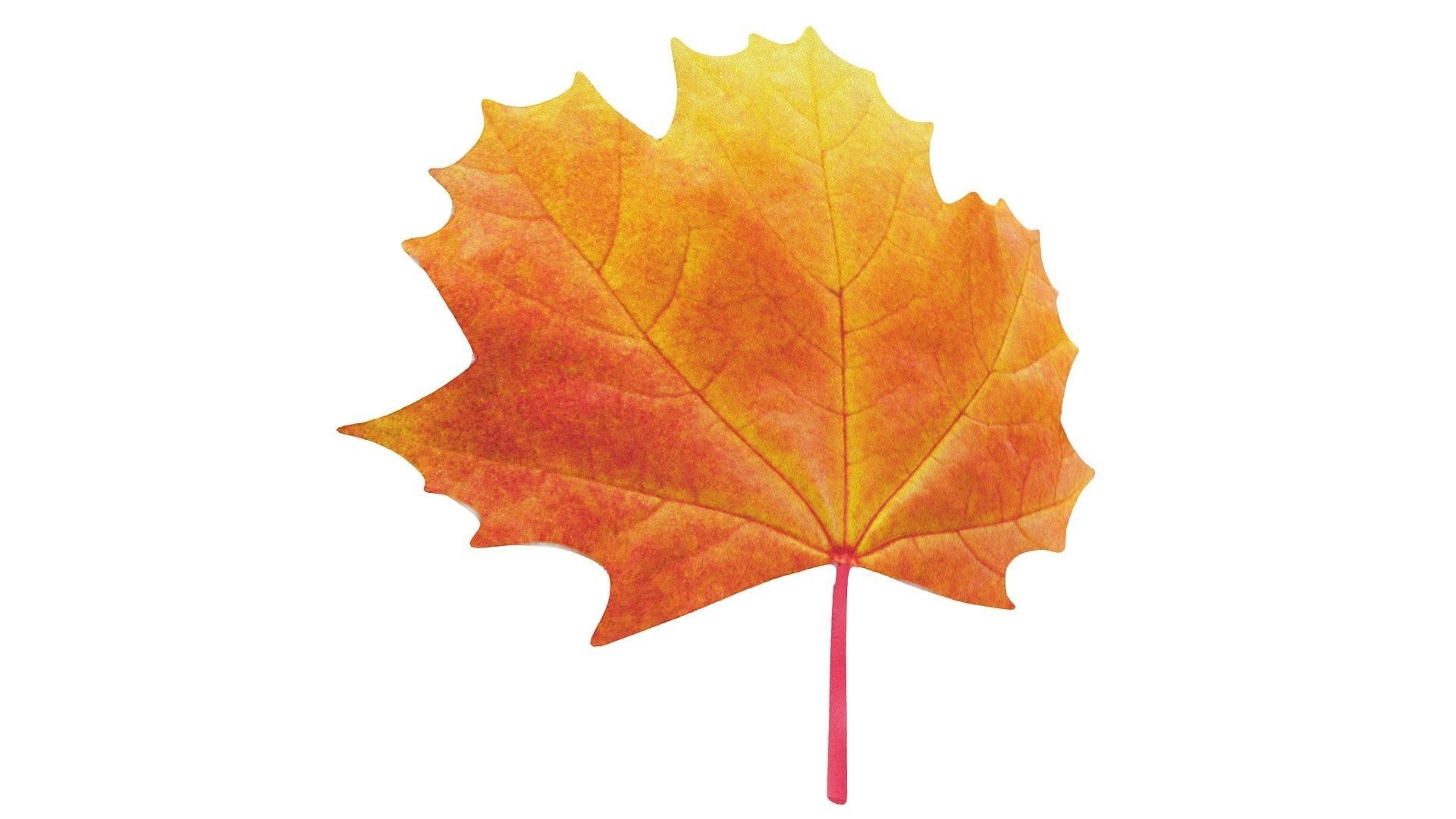 Maple Leaf 3D model_4