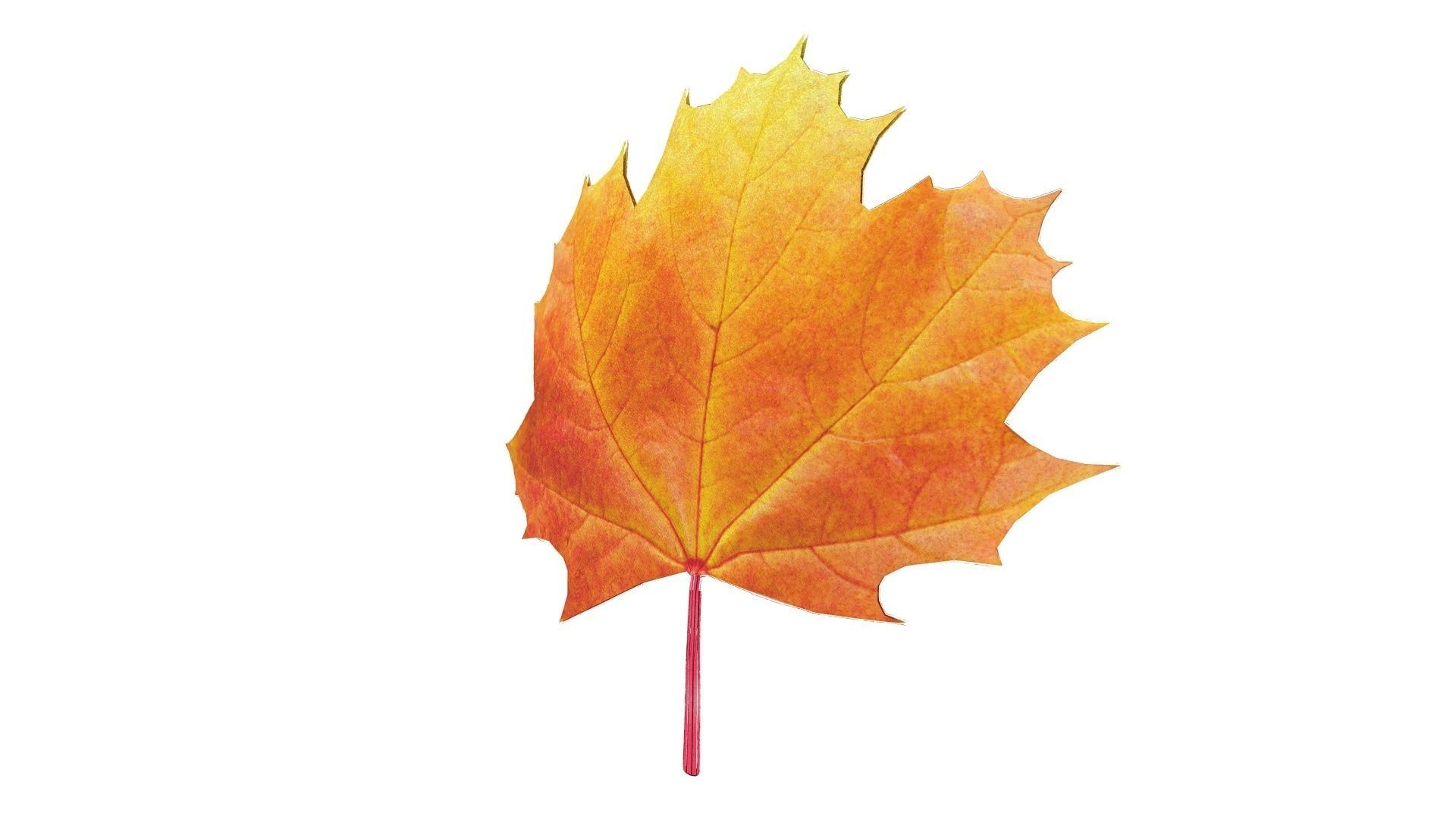Maple Leaf 3D model_1