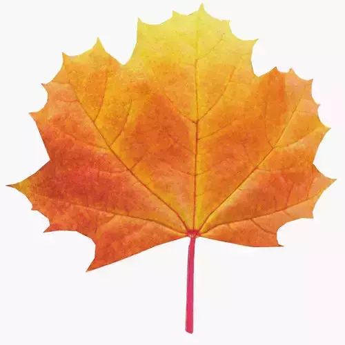 Maple Leaf