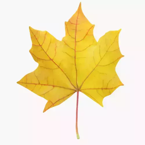 Maple Leaf V2
