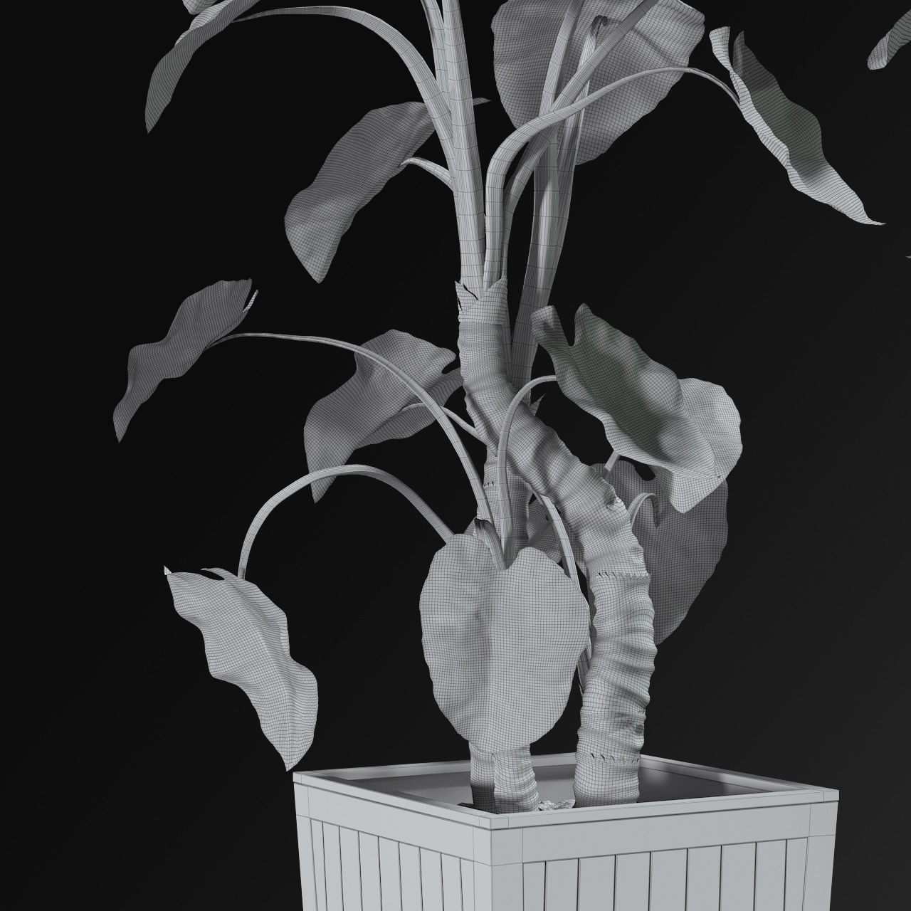 Alocasia DESERT 3D model_7
