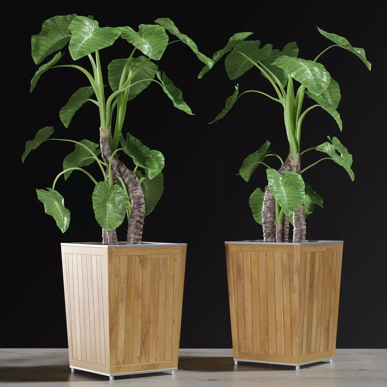 Alocasia DESERT 3D model_0