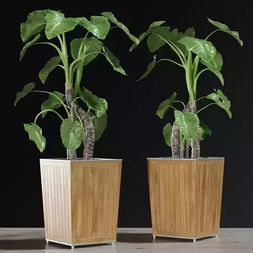 Alocasia DESERT 3D model