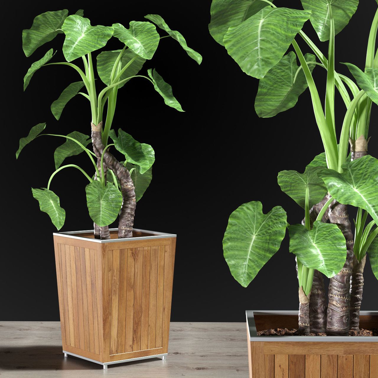 Alocasia DESERT 3D model_1