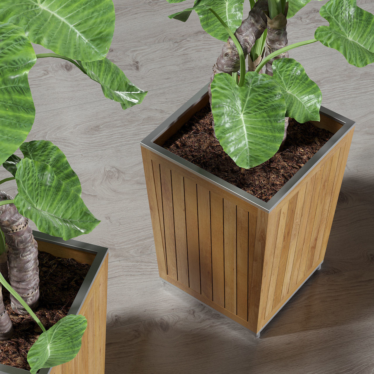 Alocasia DESERT 3D model_4