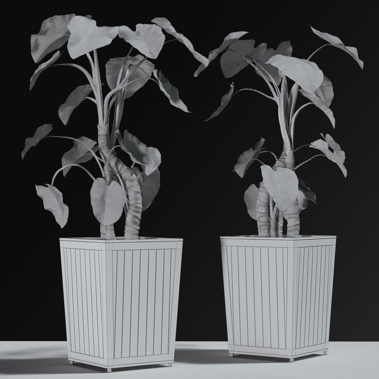 Alocasia DESERT 3D model_6