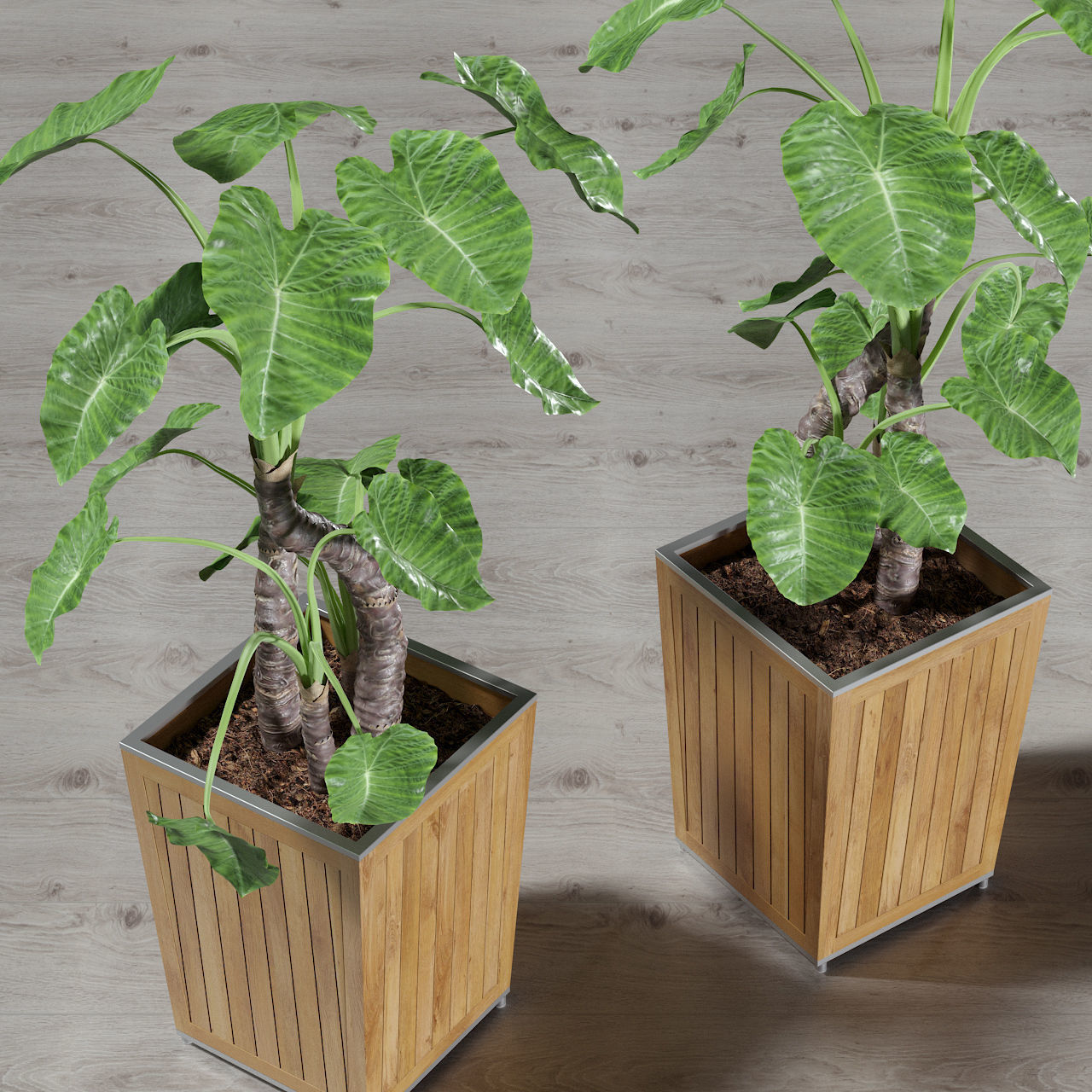 Alocasia DESERT 3D model_5