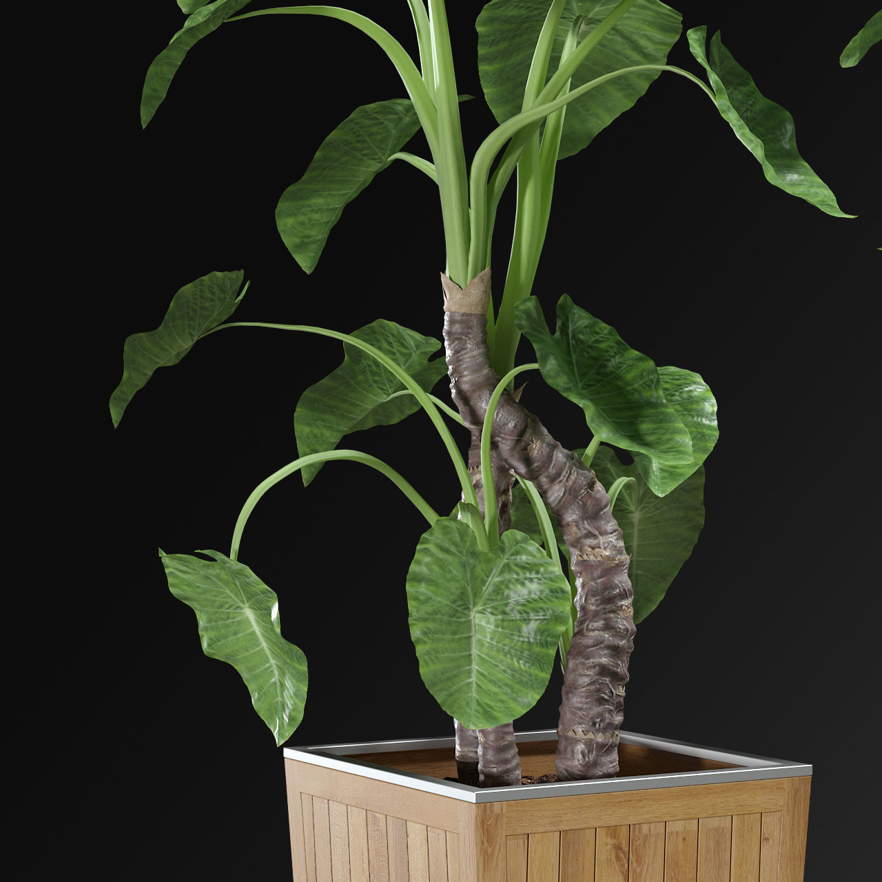 Alocasia DESERT 3D model_3