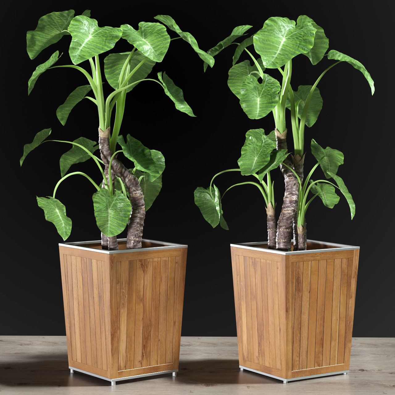 Alocasia DESERT 3D model_2