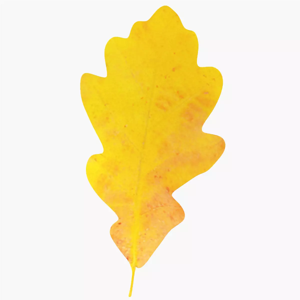 Oak leaf v2 3D model_0