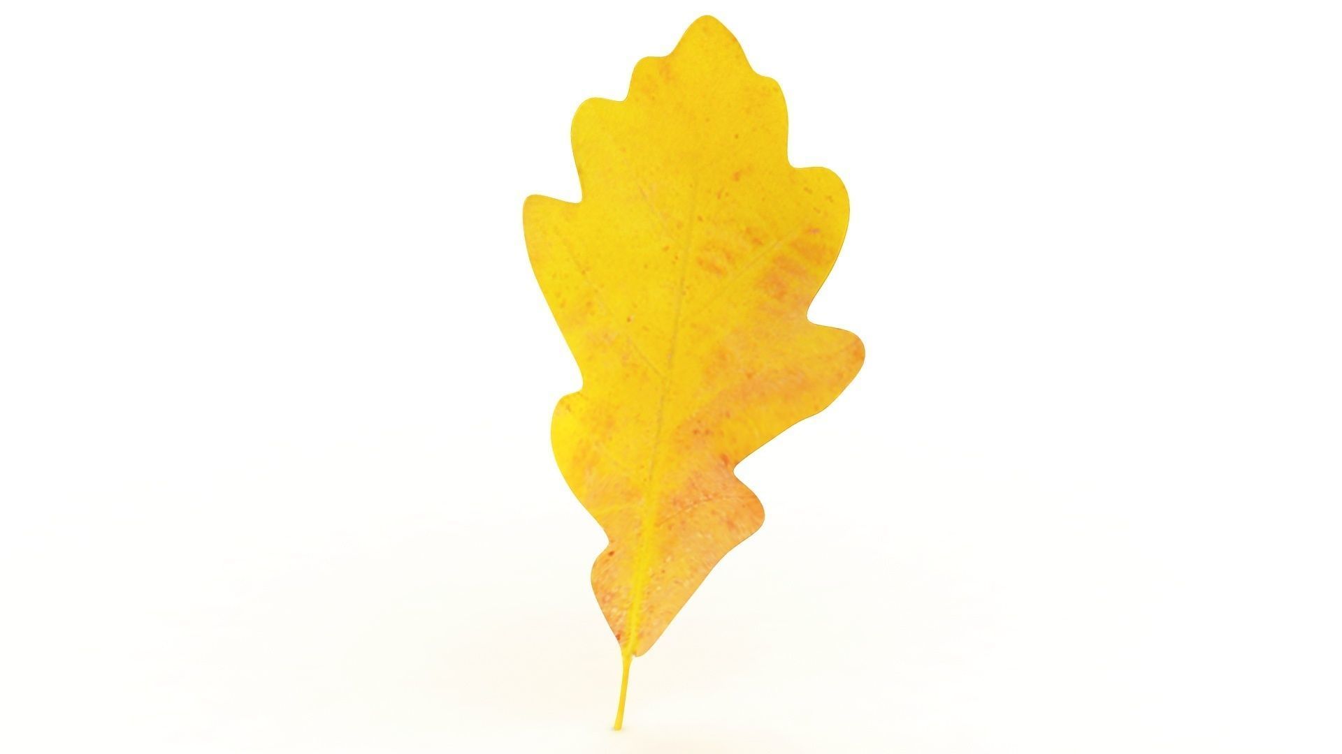 Oak leaf v2 3D model_4