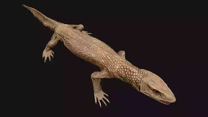 Varan Lizard Reptile Monster