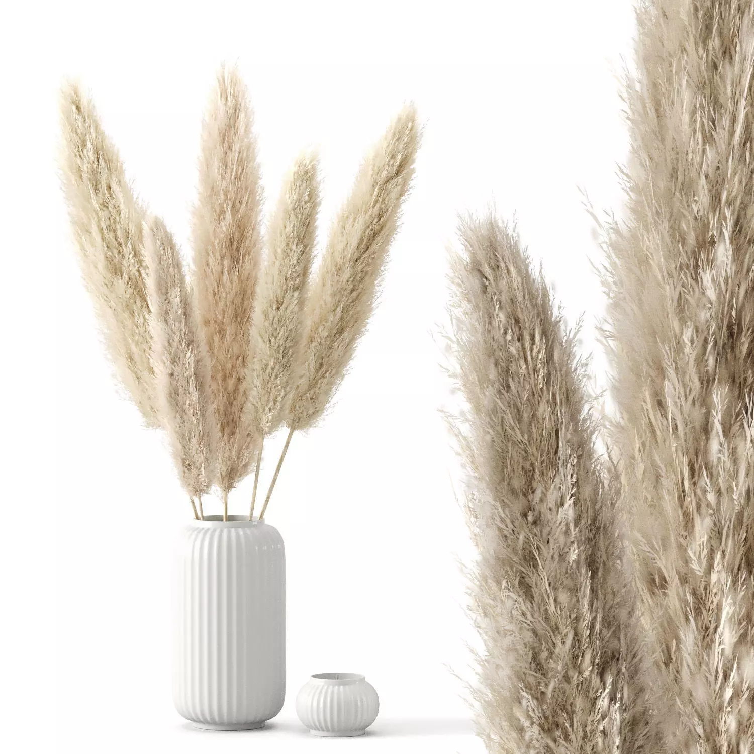 Pampas Grass - Cortaderia Selloana set 01 3D model