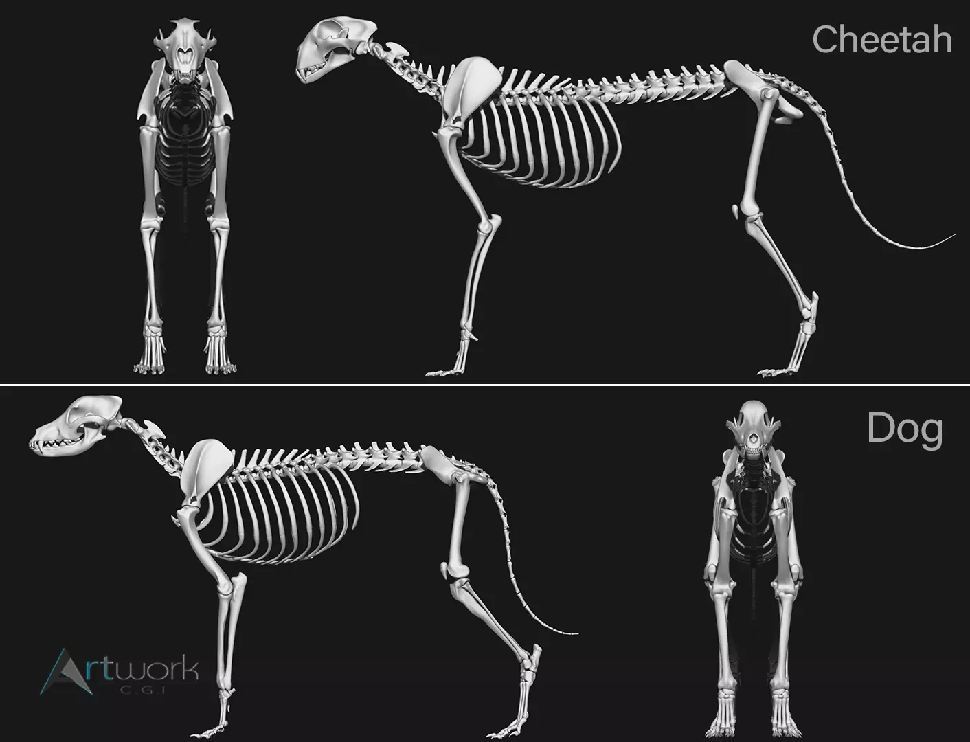 Dog and Cheetah skeleton 3D model