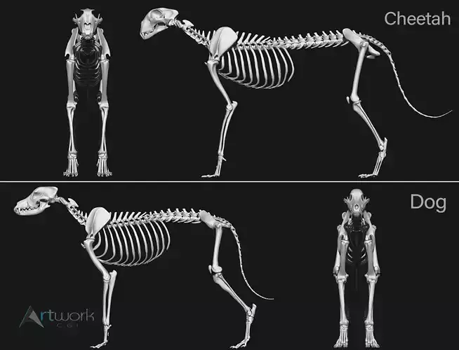 Dog and Cheetah skeleton