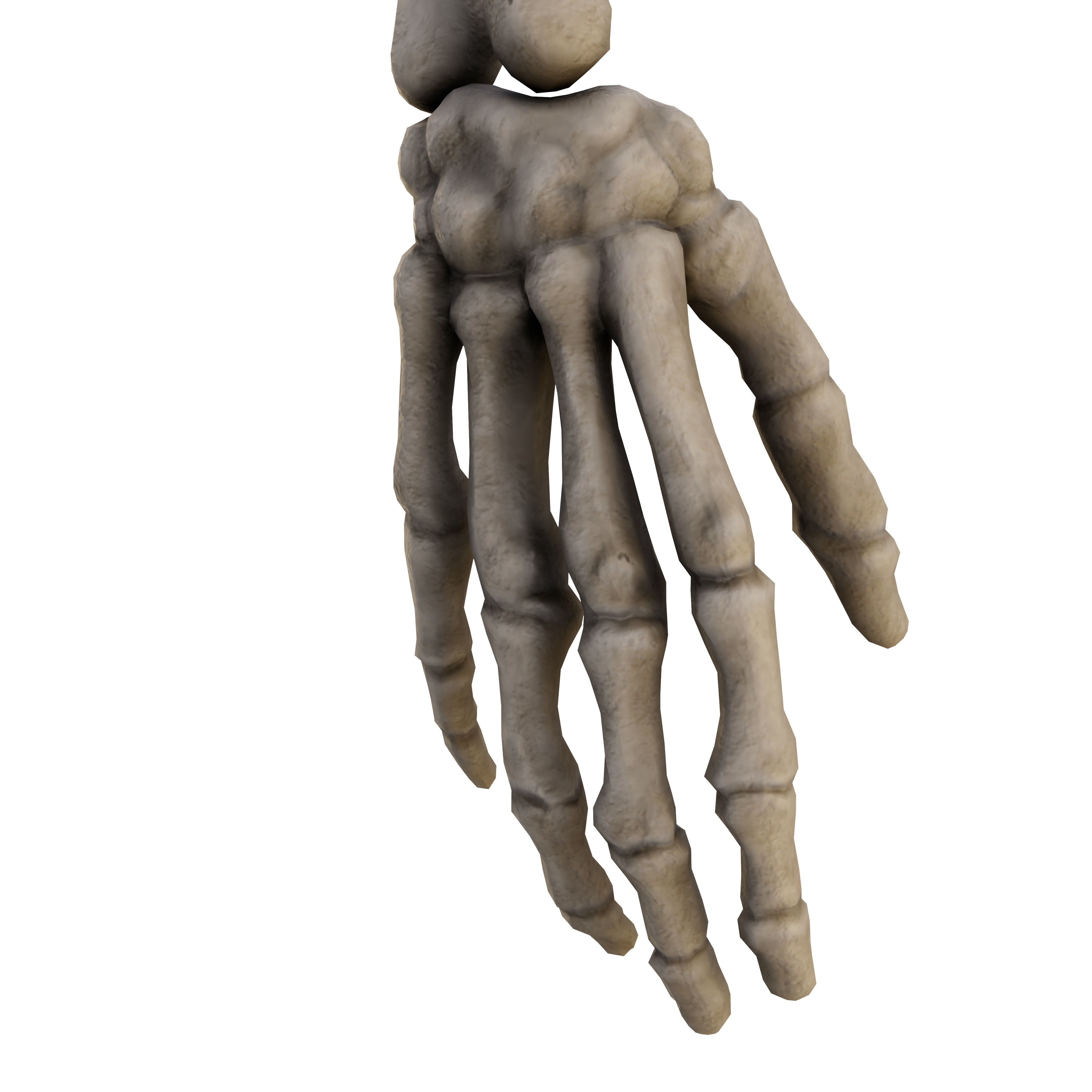 Humen Skeleton  Low-poly 3D model_8