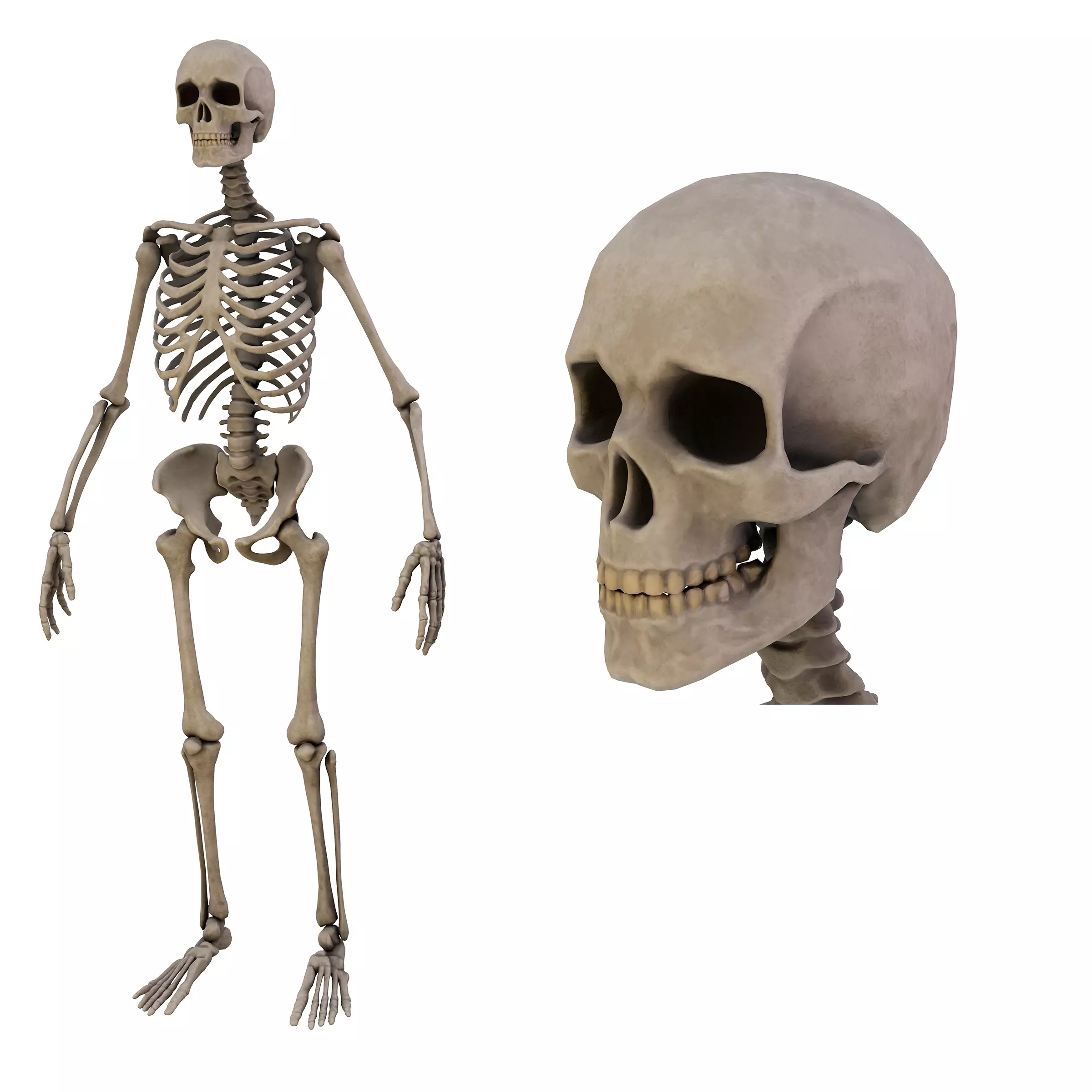 Humen Skeleton  Low-poly 3D model_0