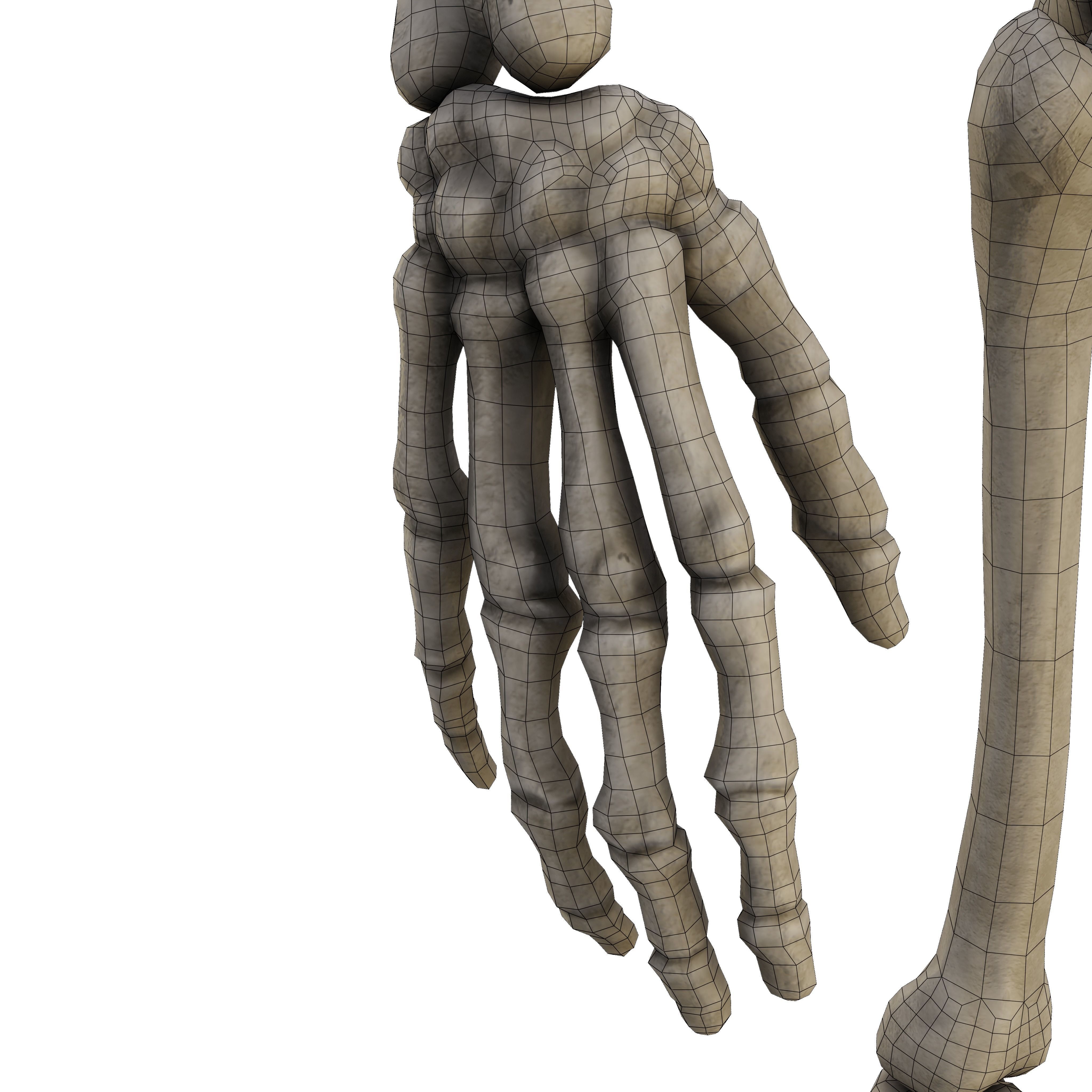 Humen Skeleton  Low-poly 3D model_15