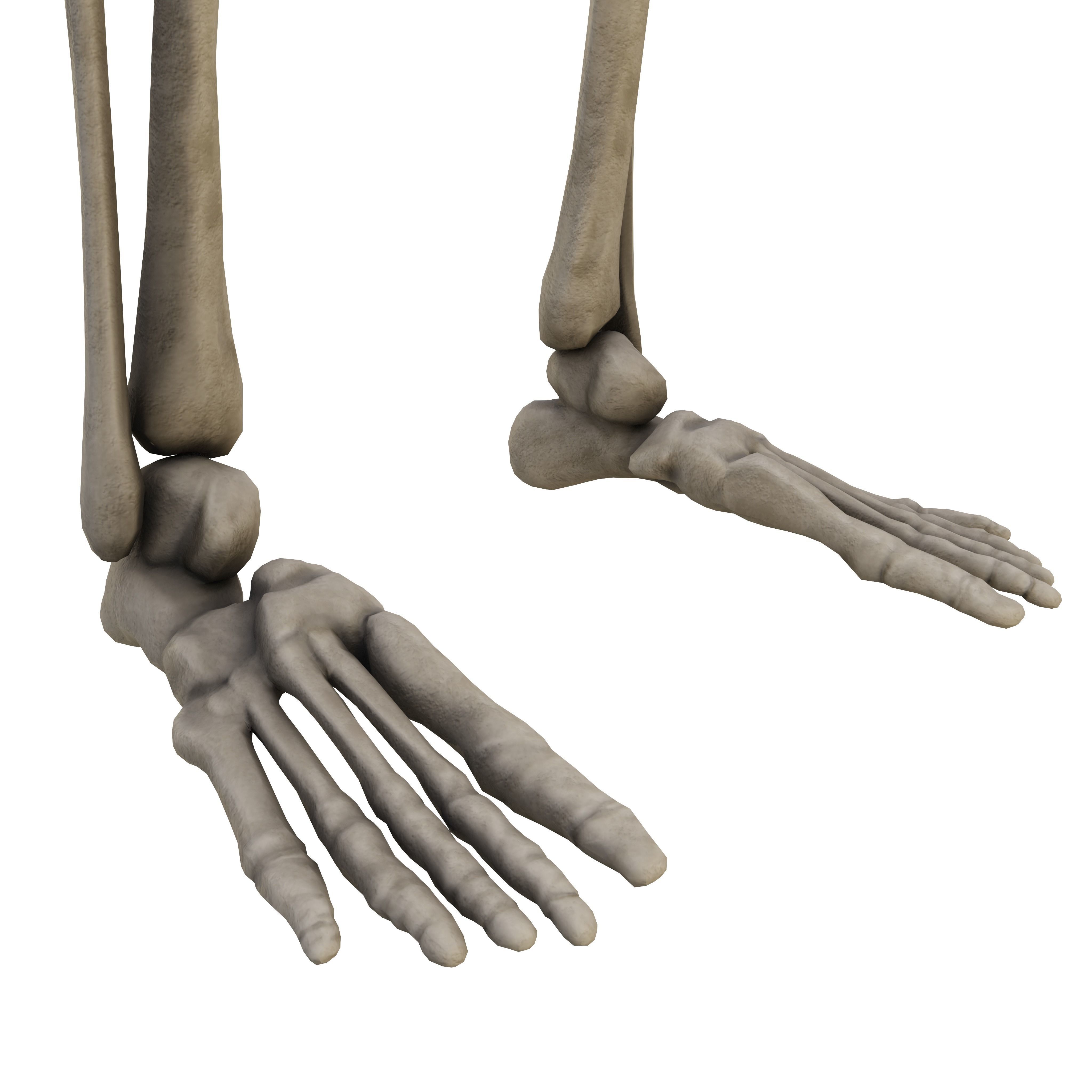 Humen Skeleton  Low-poly 3D model_7