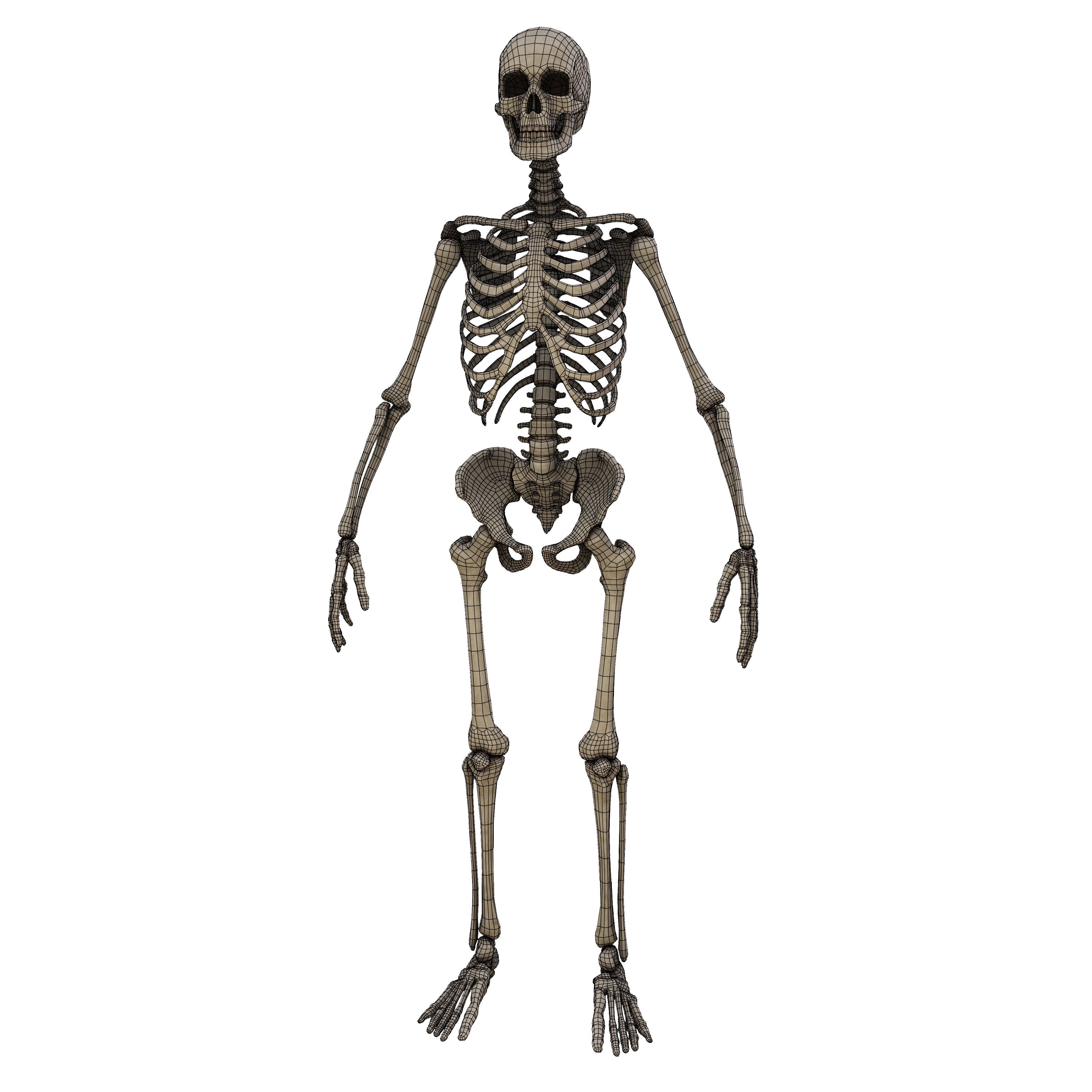Humen Skeleton  Low-poly 3D model_12