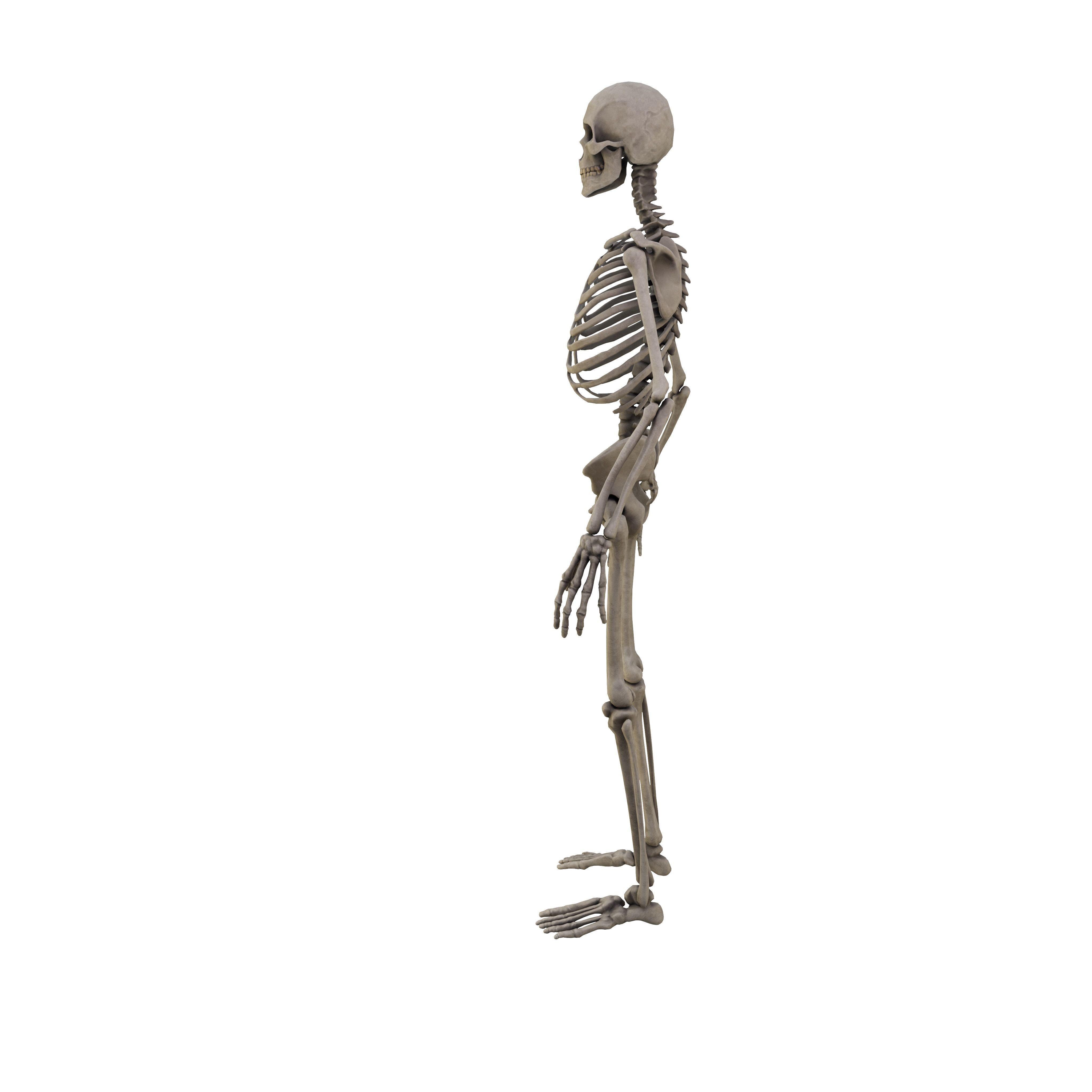 Humen Skeleton  Low-poly 3D model_4