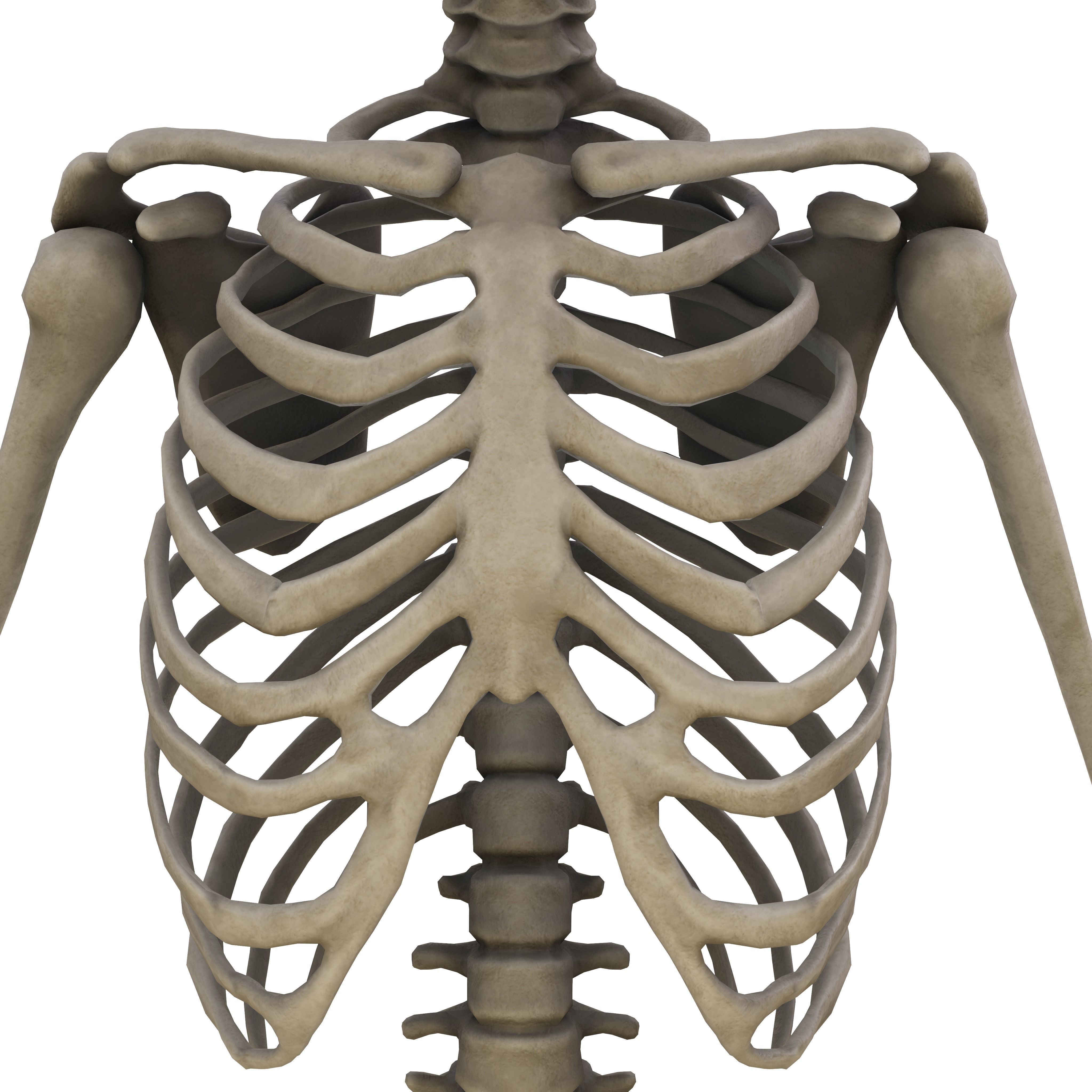 Humen Skeleton  Low-poly 3D model_5