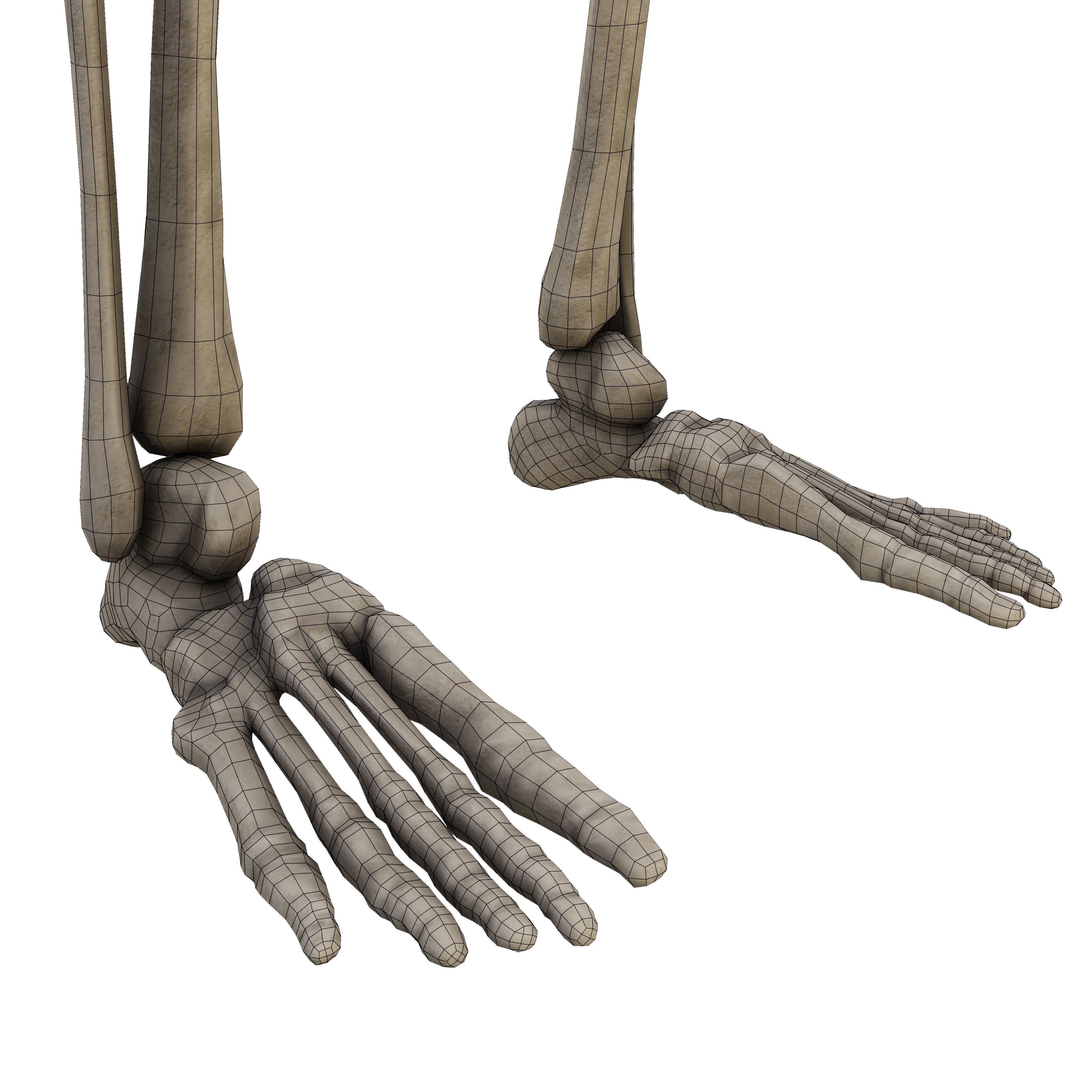 Humen Skeleton  Low-poly 3D model_14