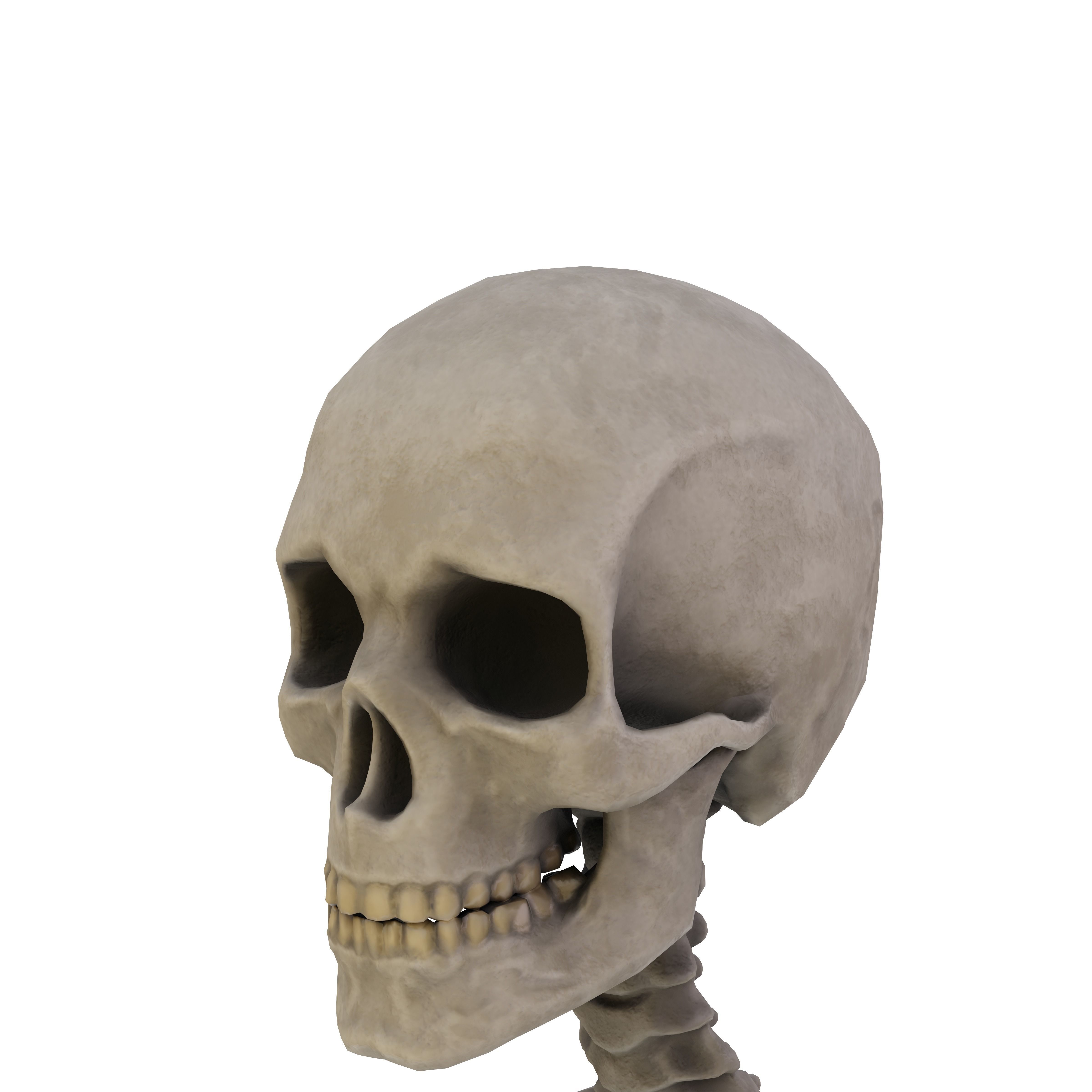 Humen Skeleton  Low-poly 3D model_1