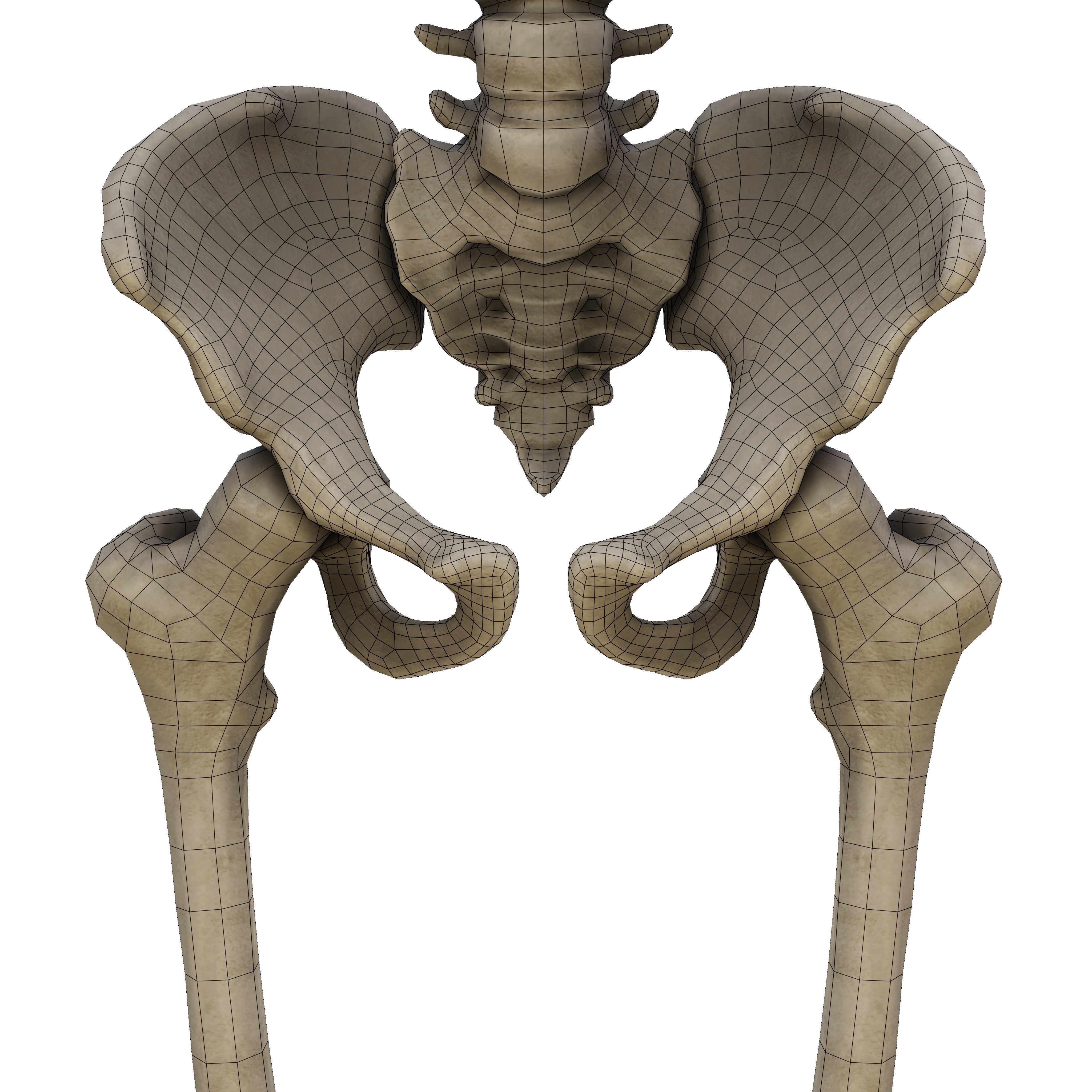 Humen Skeleton  Low-poly 3D model_13