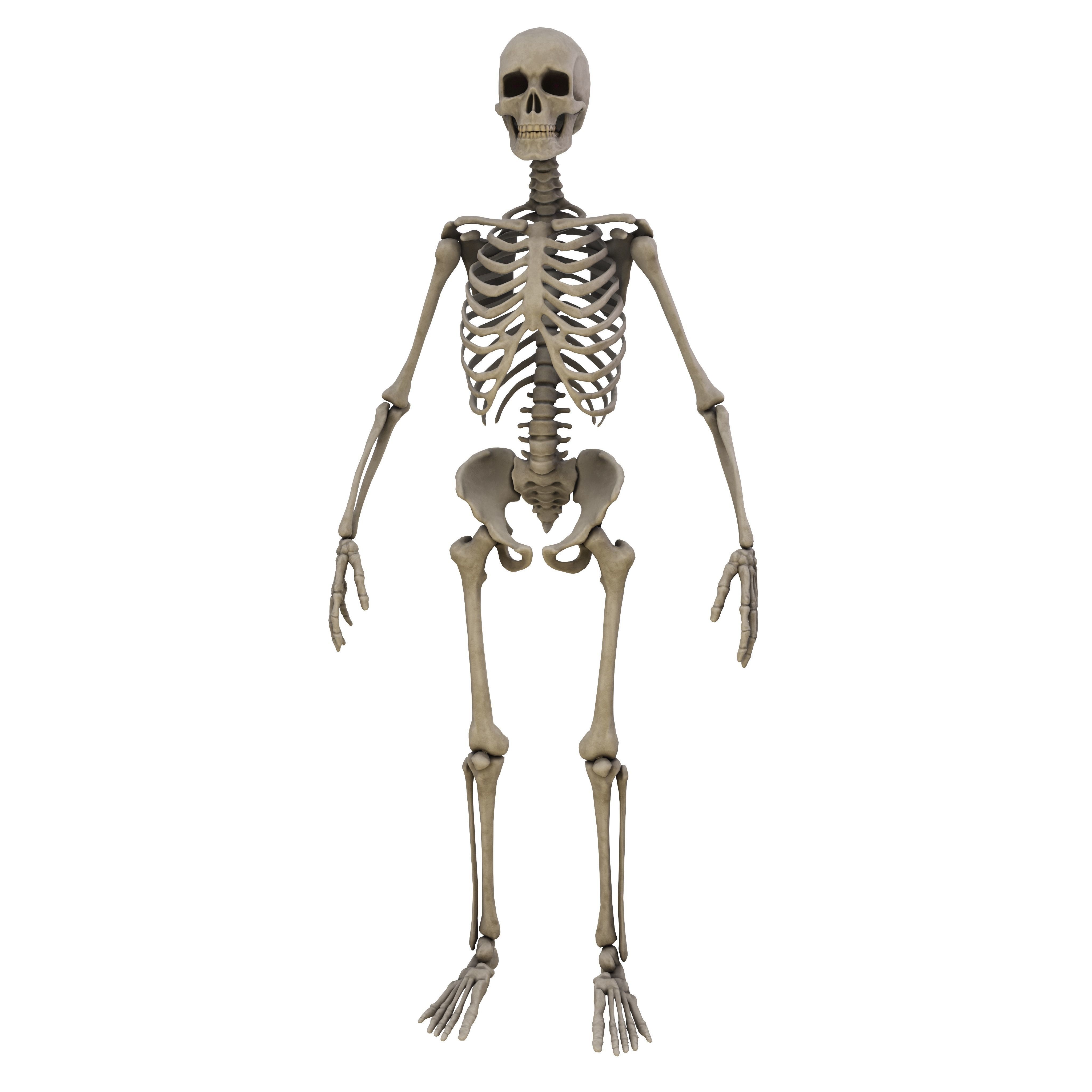 Humen Skeleton  Low-poly 3D model_2