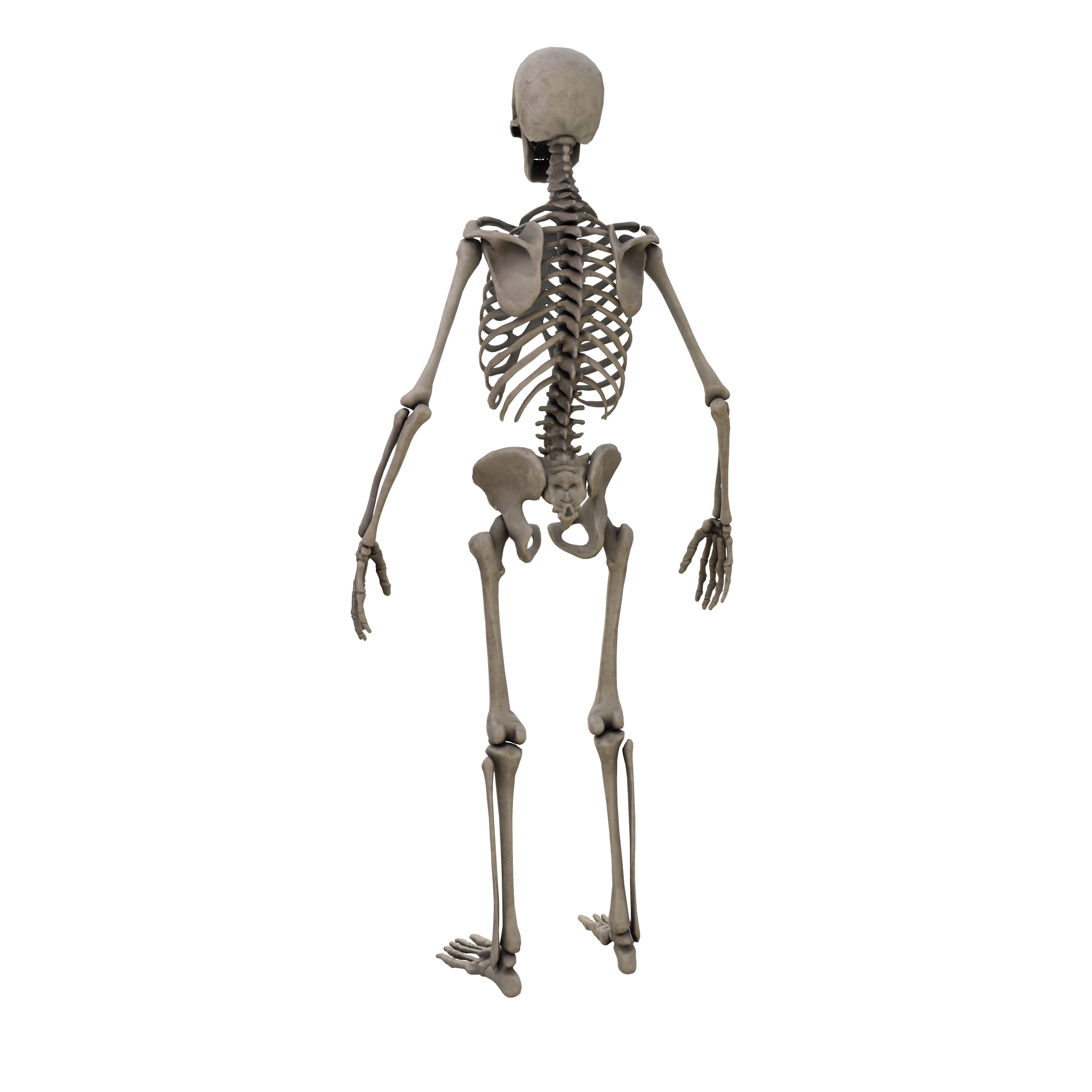 Humen Skeleton  Low-poly 3D model_3
