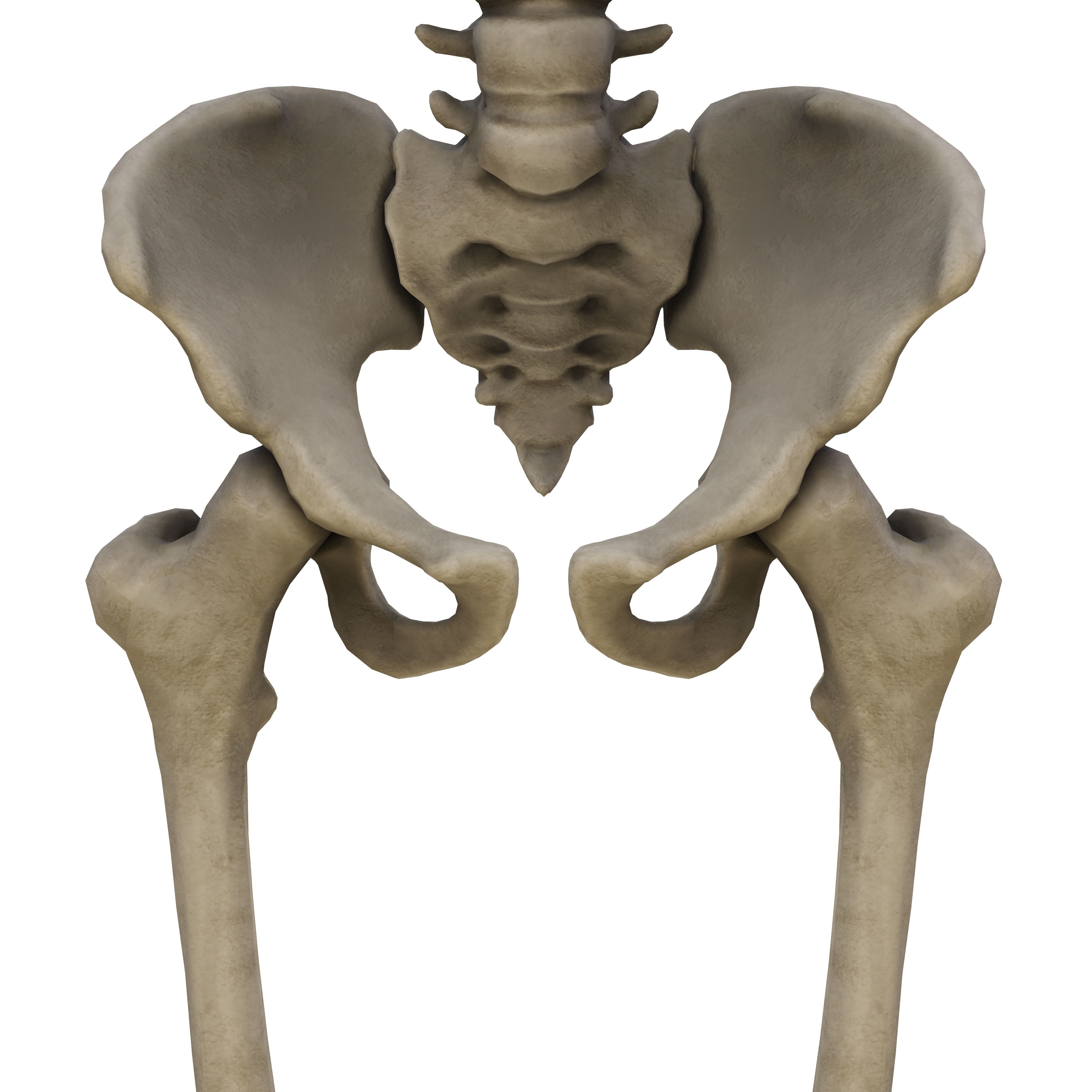 Humen Skeleton  Low-poly 3D model_6