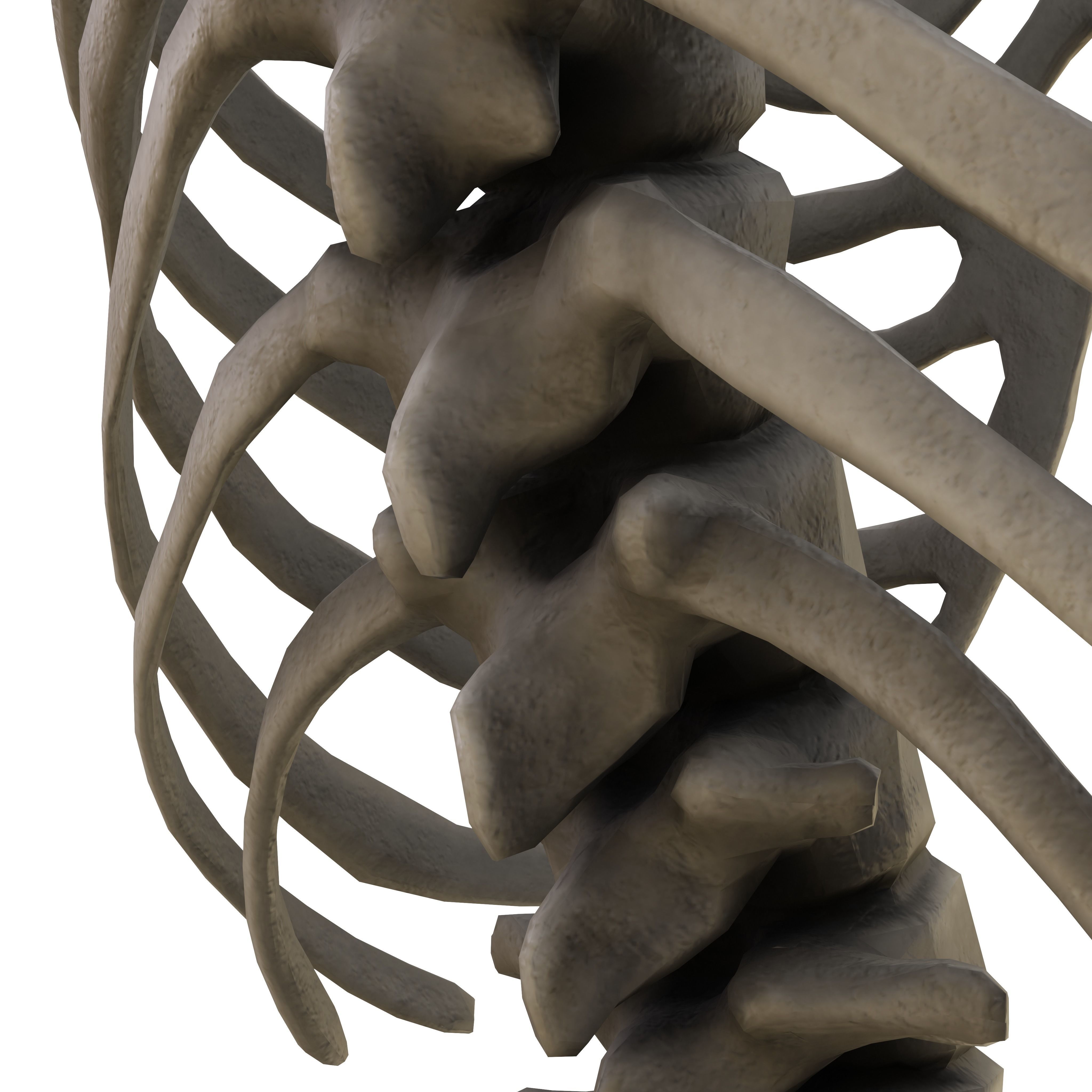 Humen Skeleton  Low-poly 3D model_9