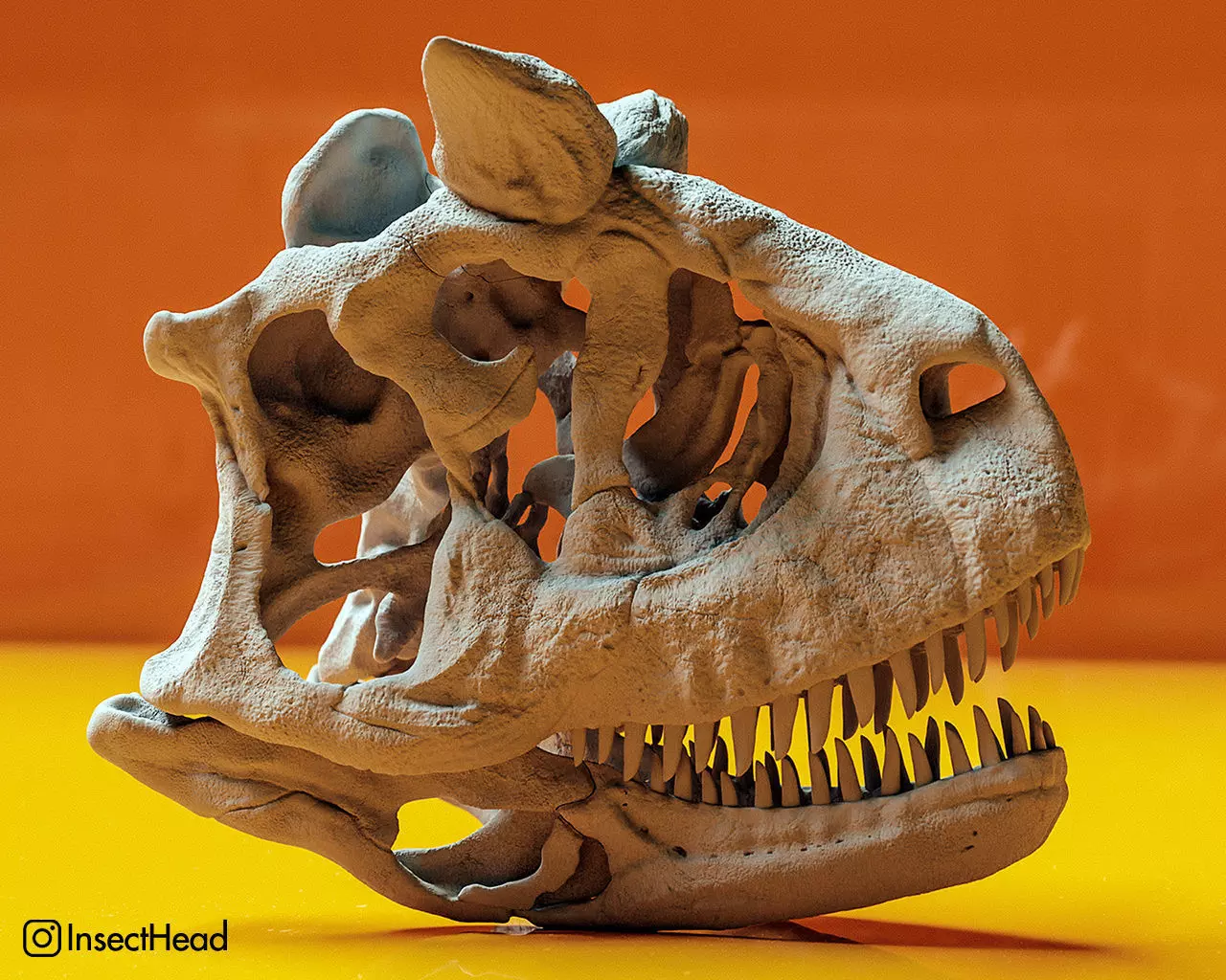 Carnotaurus sastrei skull fossil 3D print model_0