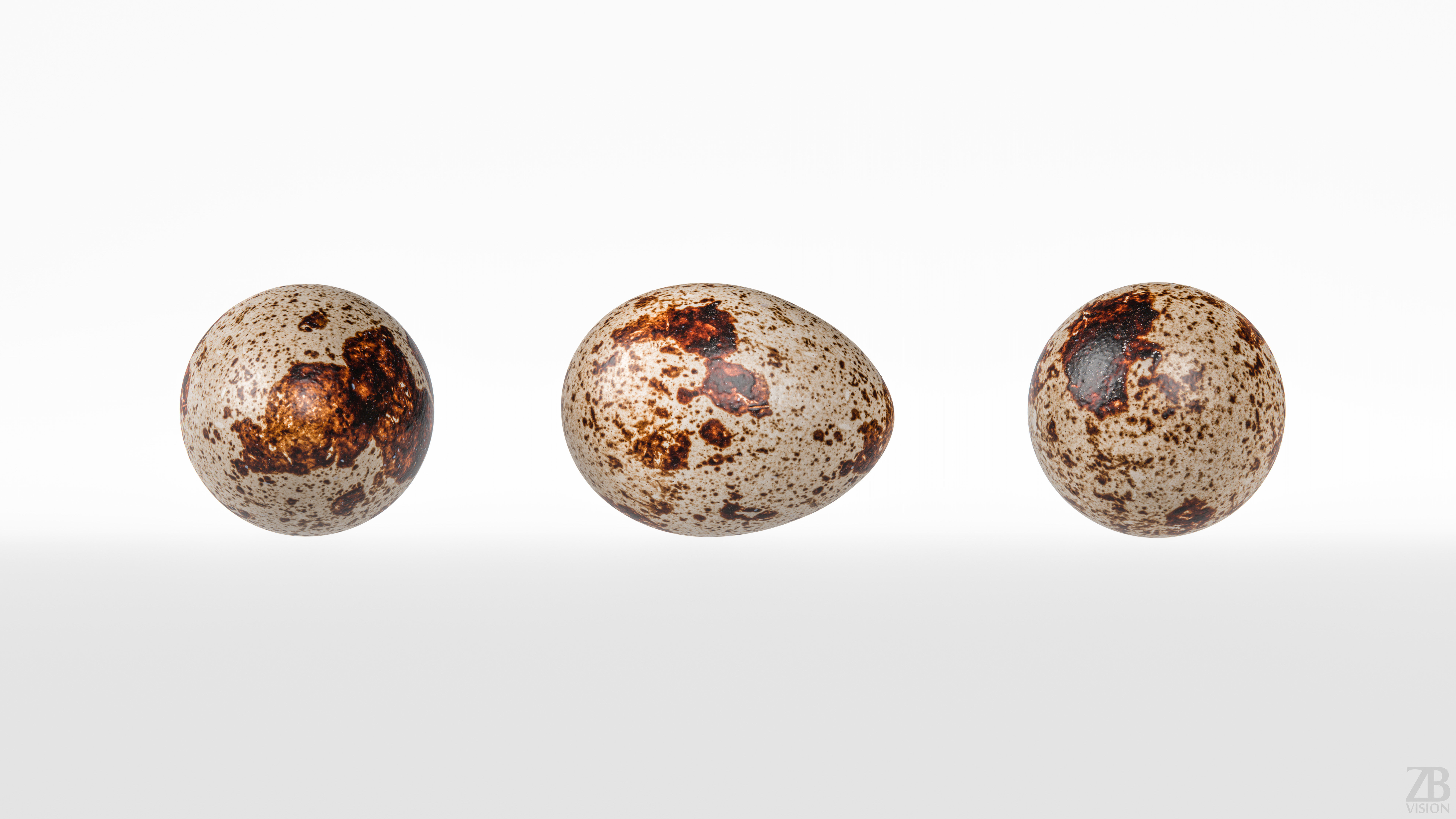 Quail Egg 3D model_4