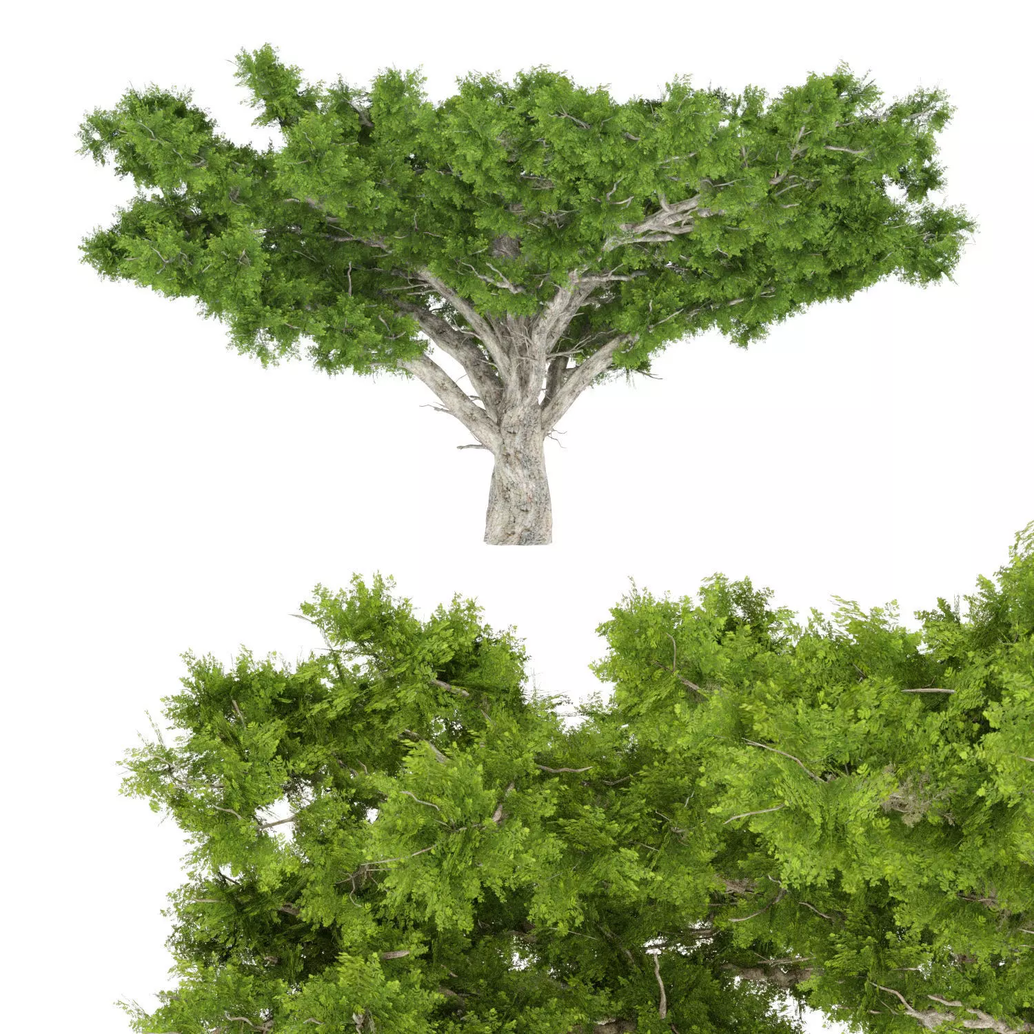 Acacia Old tree 3D model