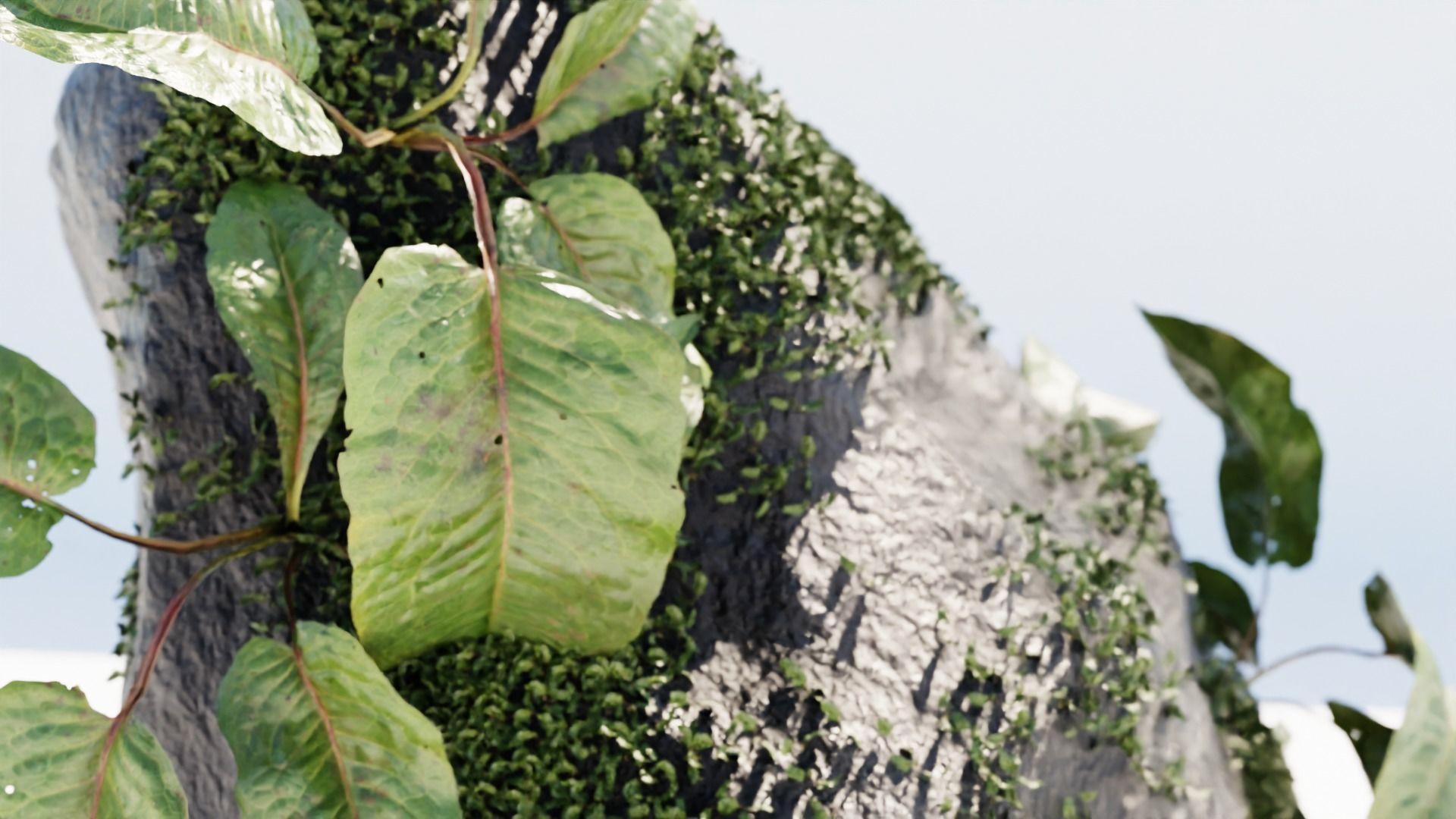 river rock Free 3D model_2