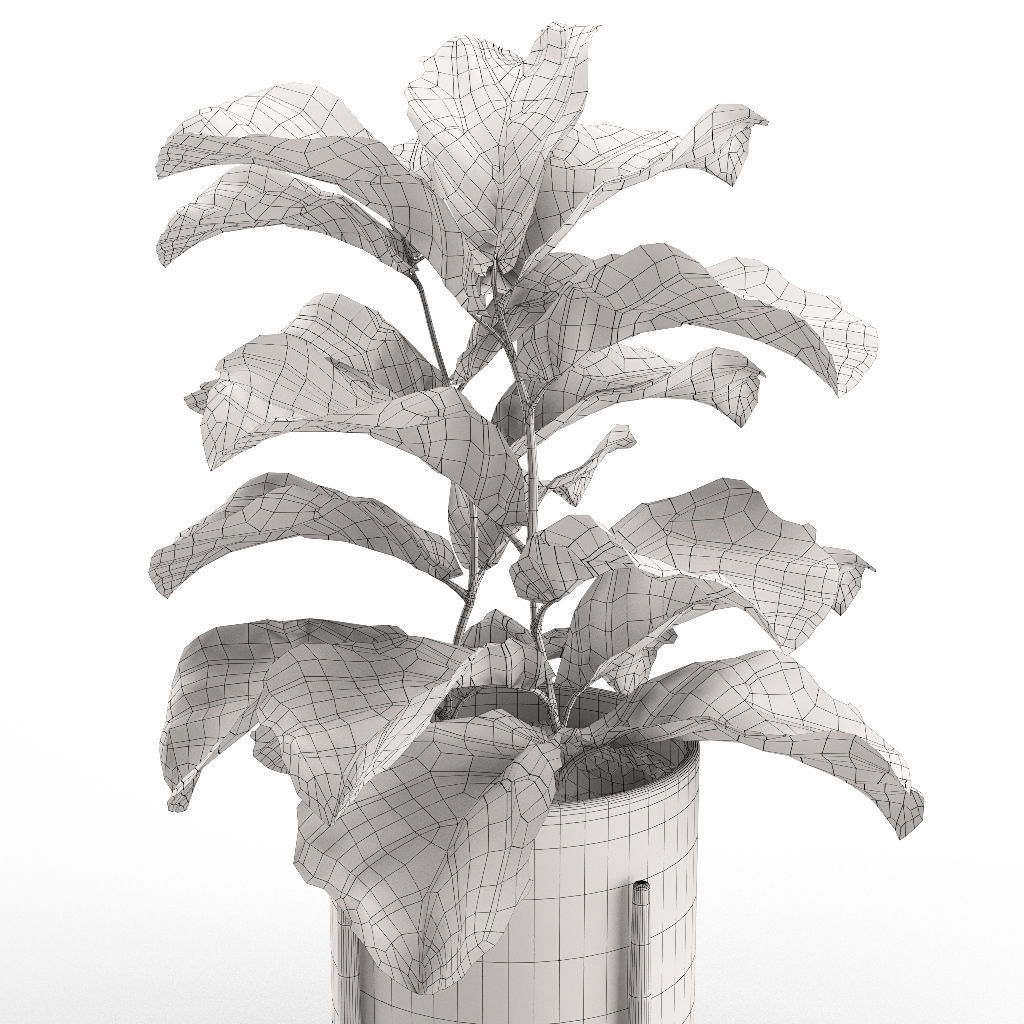 Plant 012 - Ficus Lyrata 3D model_7