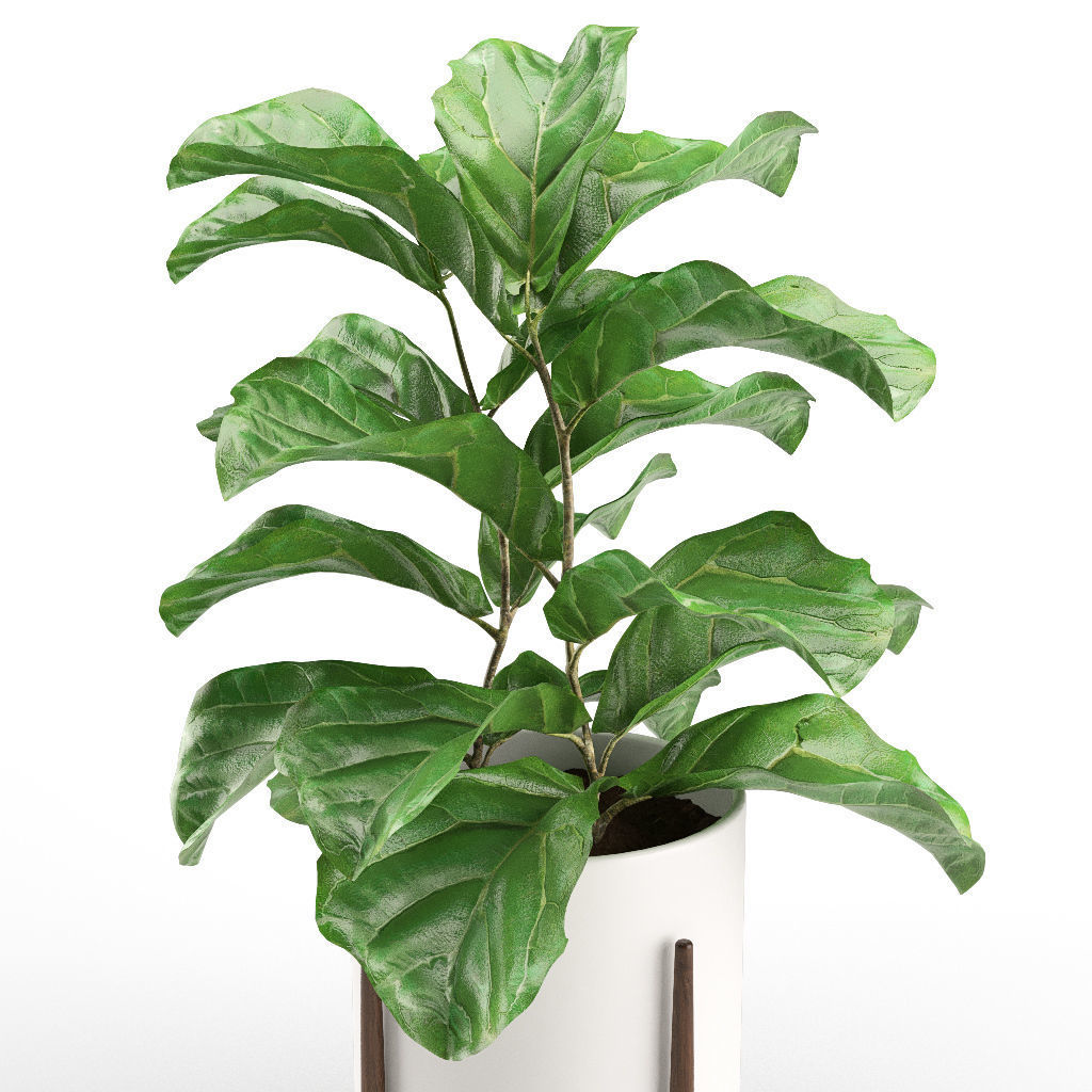 Plant 012 - Ficus Lyrata 3D model_2