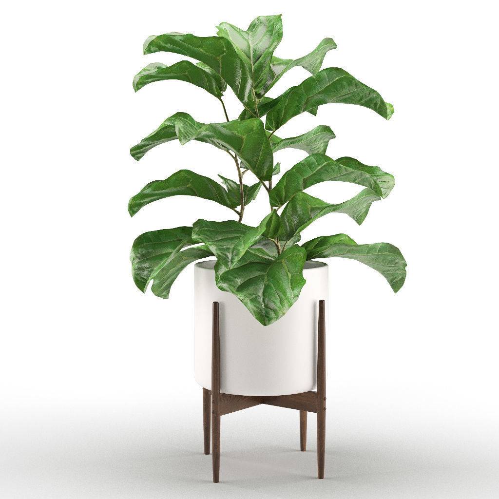 Plant 012 - Ficus Lyrata 3D model_4