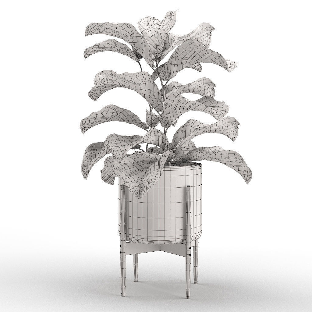 Plant 012 - Ficus Lyrata 3D model_6
