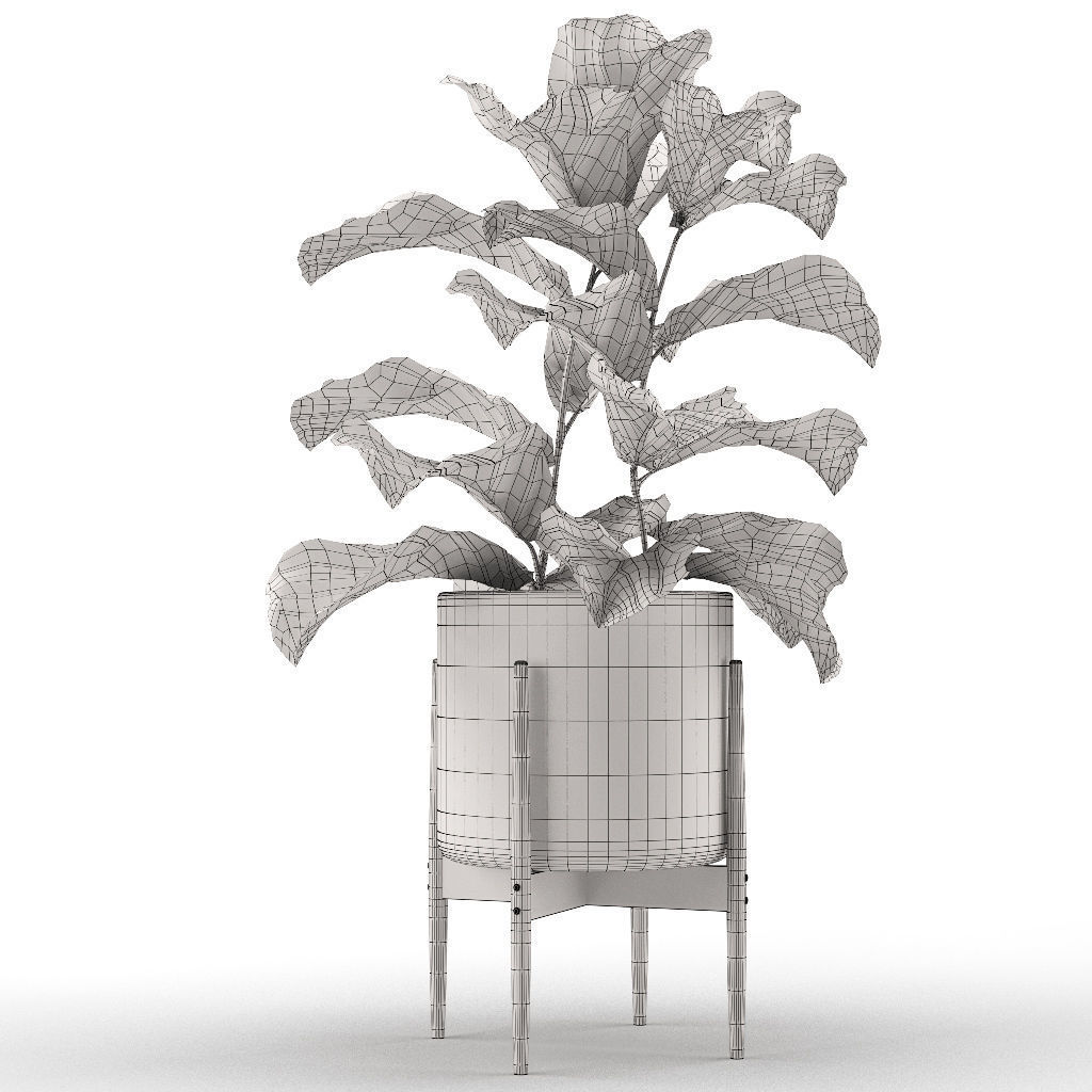Plant 012 - Ficus Lyrata 3D model_9